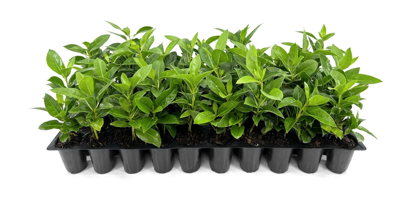 Buttonwood | 3 Live Plants | Conocarpus Erectus | Live Coastal Tree | Evergreen Foliage | Fast Growing Shade Plant | Drought Tolerant | Ideal for Landscaping | Outdoor Ornamental
