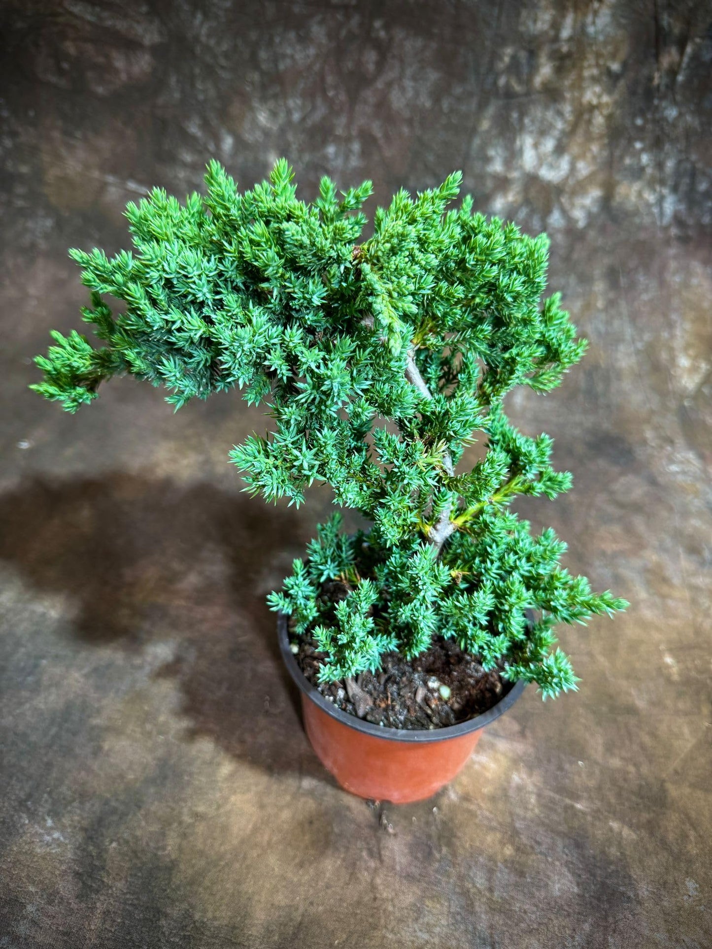 PLANTVERS Juniper Procumbens in a 4" Grow Pot – Live Bonsai Tree – Dwarf Japanese Garden Bonsai – Indoor/Outdoor Evergreen Plant – Easy Care Miniature Tree for Home or Office Décor