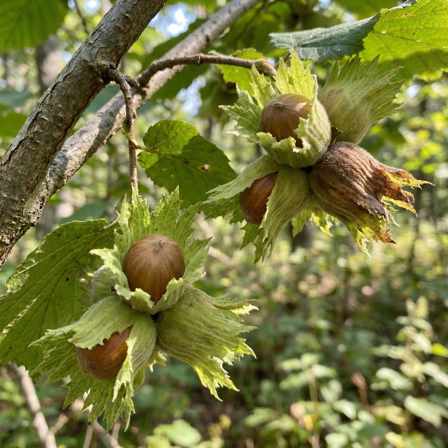 Hazelnut Tree Live Plant 2–3 Feet Tall, Edible Nut Tree in 3 Gallon Pot, Outdoor Fruit Tree for Garden and Yard
