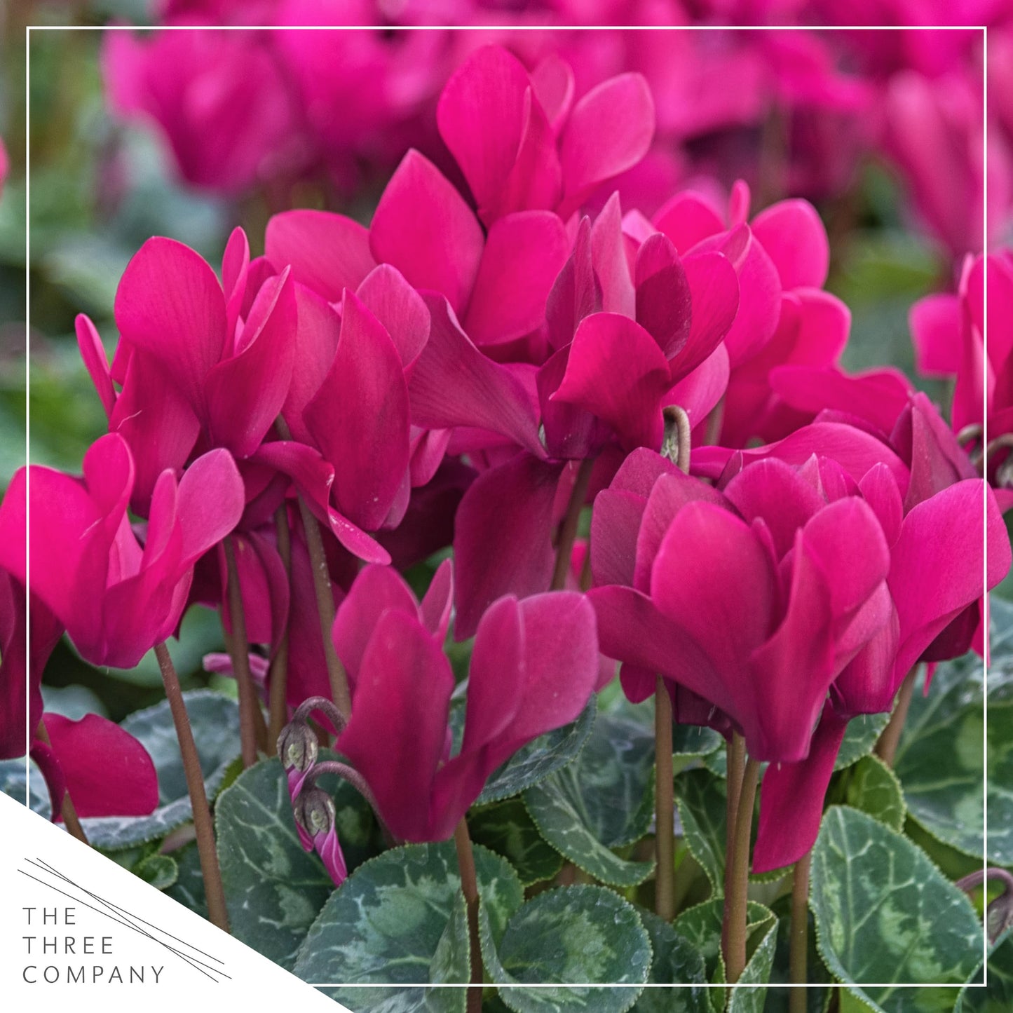 Live Flowering Cyclamen - Shades of Purple - Long Lasting Indoor Blooms - Beautiful Deco Cover - 12" Tall by 6" Wide in 1 Qt Pot