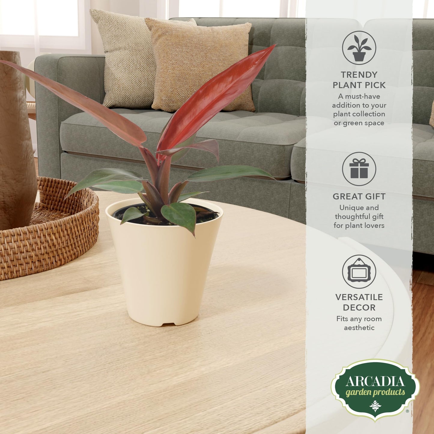 Arcadia Garden Products Live Sun Red Philodendron Rare Indoor Houseplant in Plastic Pot, Tropical Plant Collector Gift for Home and Garden Decor, 4-inch, Beige