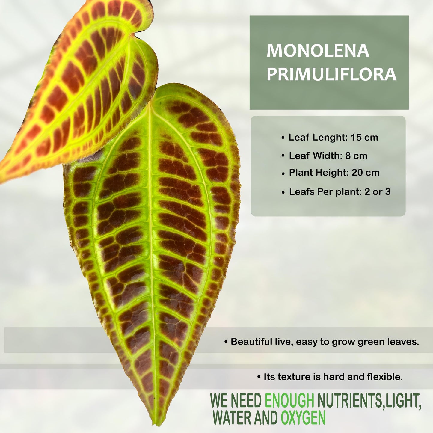 LEAL PLANTS ECUADOR Monolena Primuliflora Live Plant – Rare Exotic Caudiciform Plant – Stunning Pink Flowers & Metallic Foliage – Houseplant for Terrariums and Indoor Collections