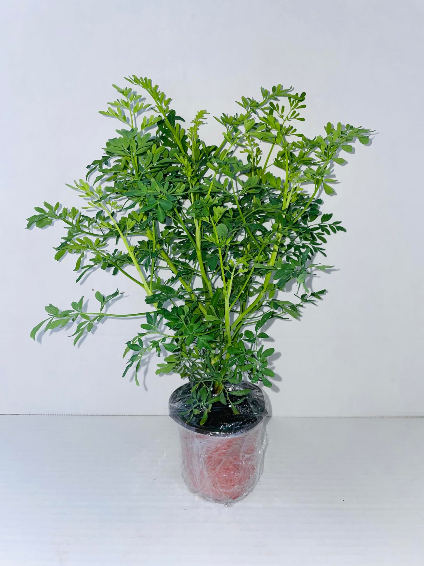 Plant, Ruda Plant Common Rue Ruta graveolens Herb of Grace 5 to 7 inches Tall