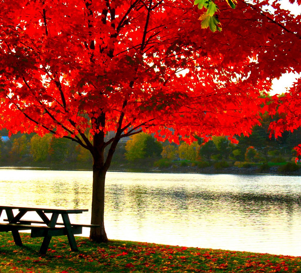 American Red Maple Shade Tree - Live Plant Shipped 3 Feet Tall by DAS Farms