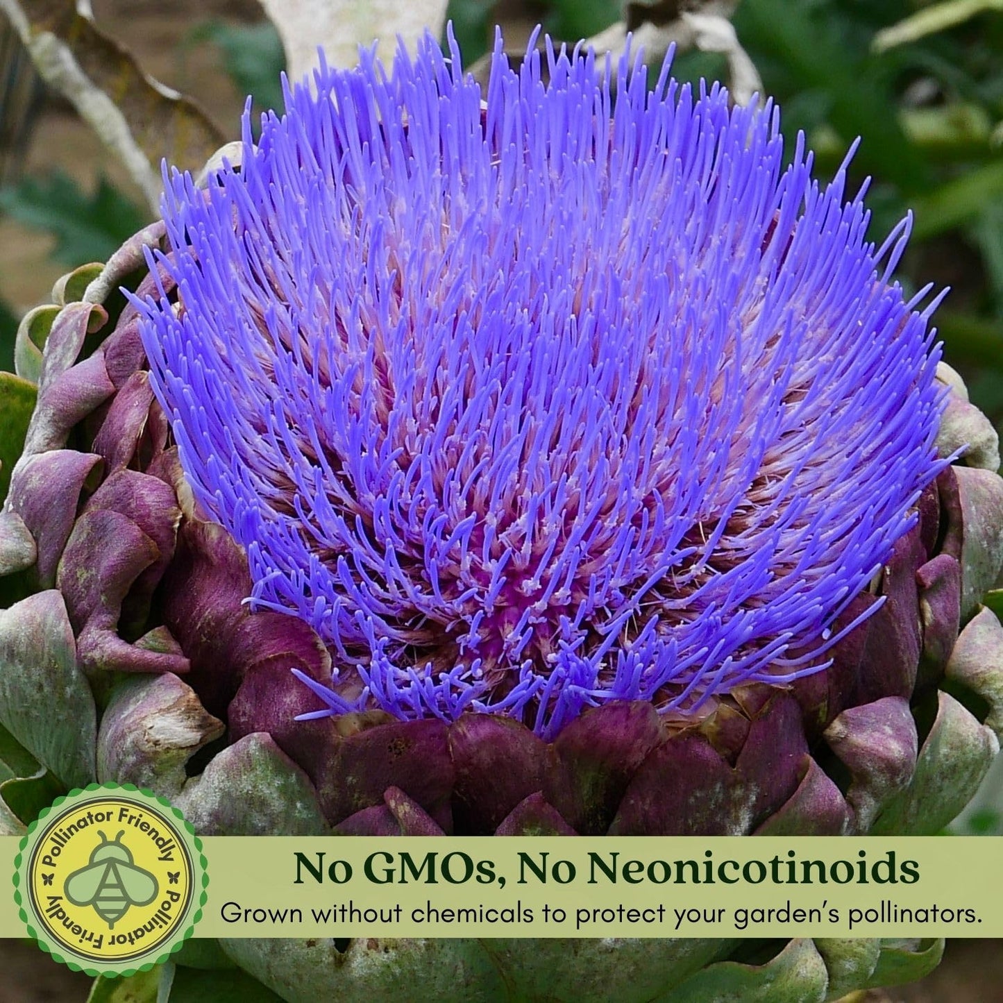 Clovers Garden Imperial Artichoke Plants - Two (2) Live Plants – Non-GMO - Not Seeds - Each 4" to 8" Tall – in 4" Inch Pots - Edible Vegetable, Gourmet Favorite