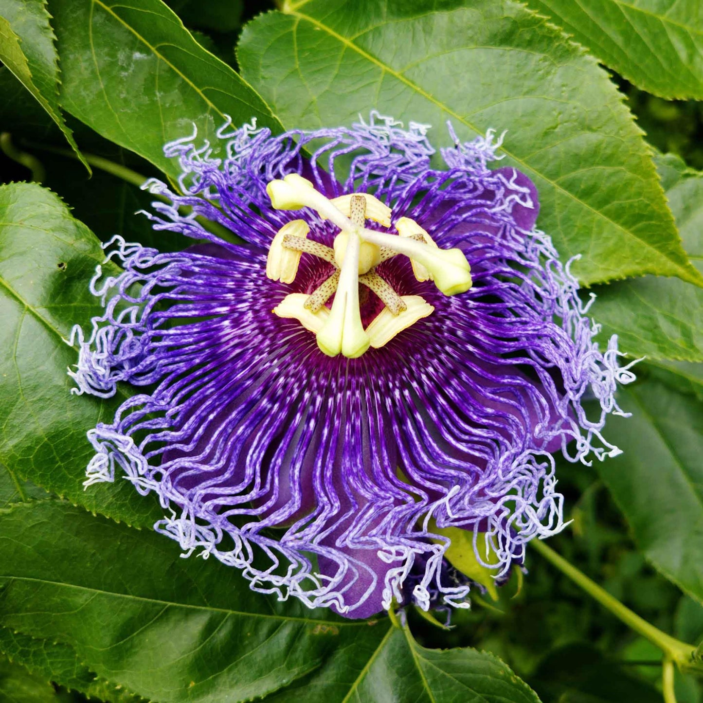 Eden Brothers Passiflora Seeds - Purple Passion Flower