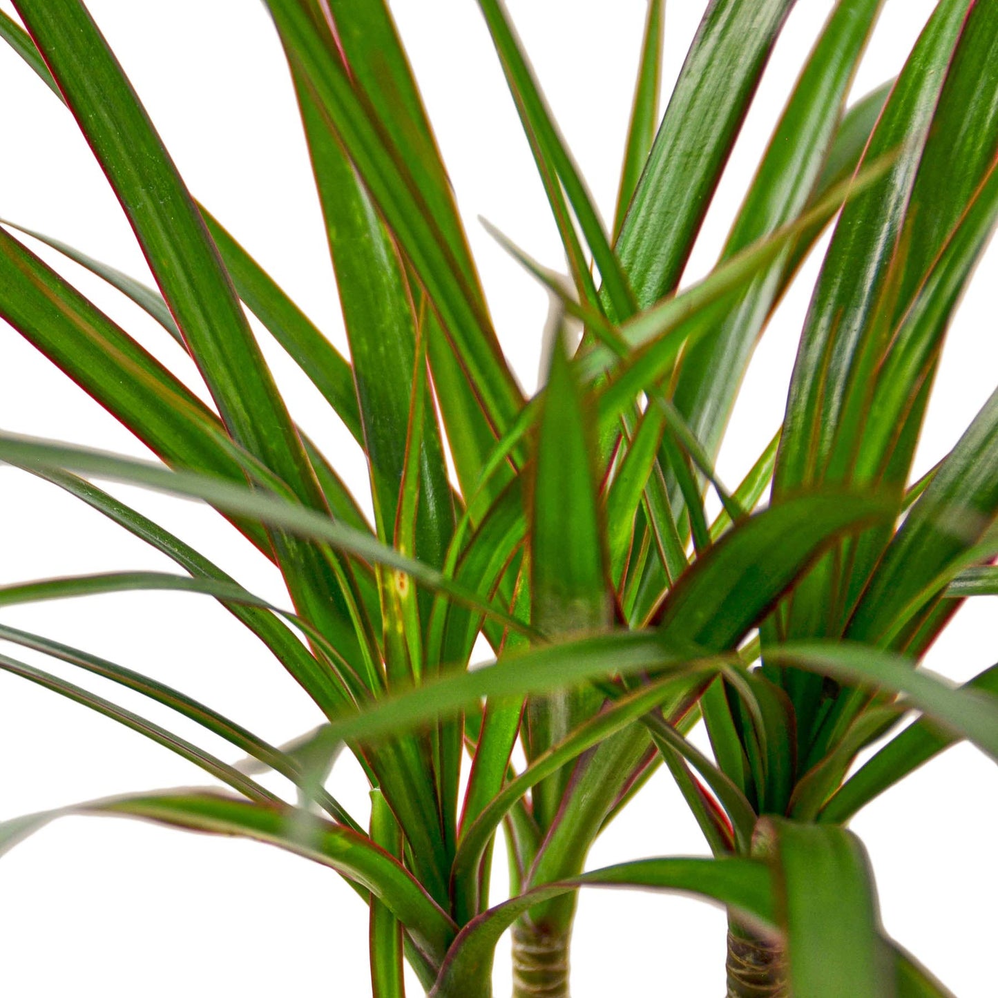 House Plant Shop | Dracaena 'Marginata Cane' - 4" Pot | Live Indoor Plant | Easy to Care | Natural Décor Plant | Great Gifts| Free Care Guide