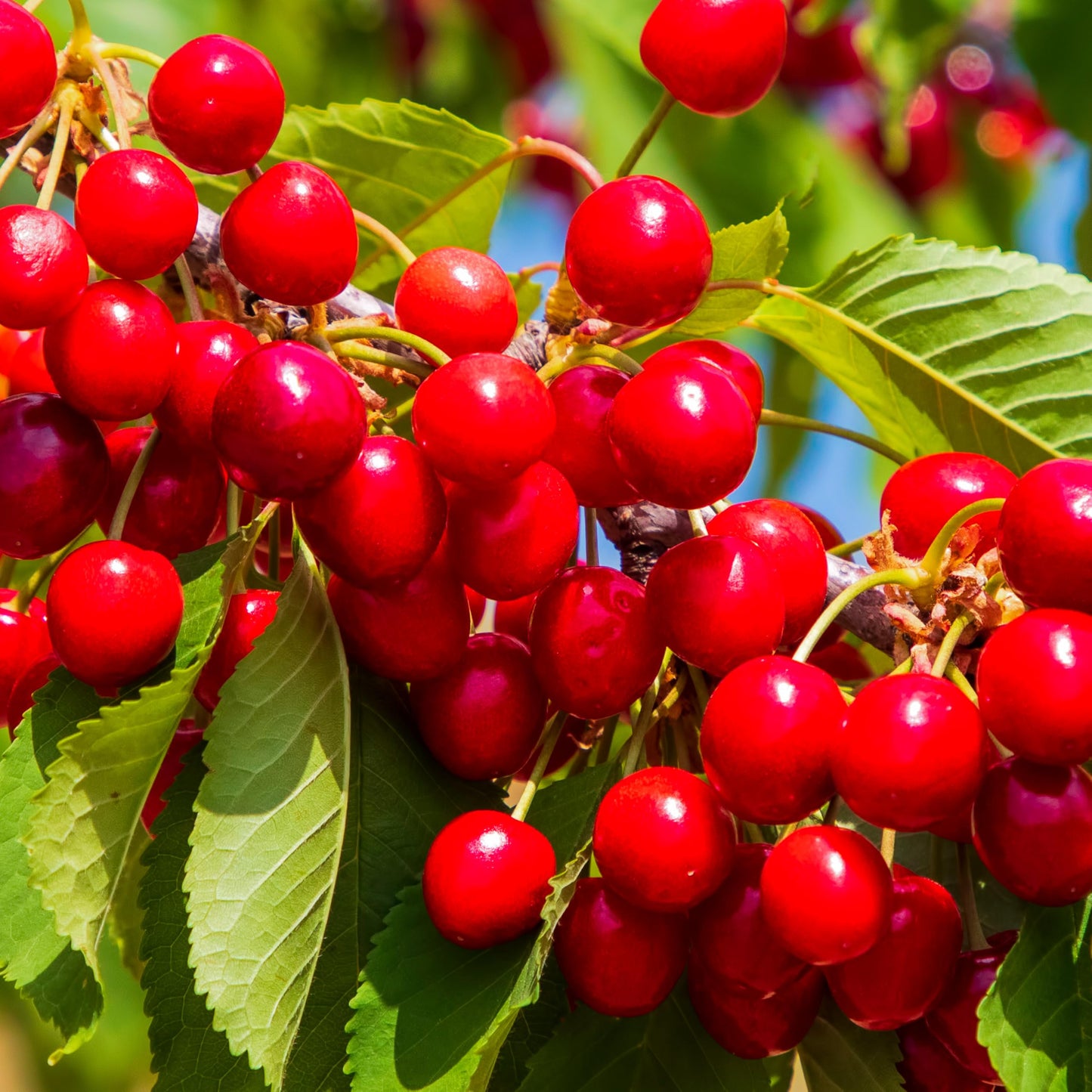 KVITER 10 Red Montmorency Sour Cherry Tree Seeds (Prunus cerasus) - Montmorency Tart Cherry Heirloom Seed - Organic Fruit Seeds, Perfect for Fruit Tree Gardens & Orchards