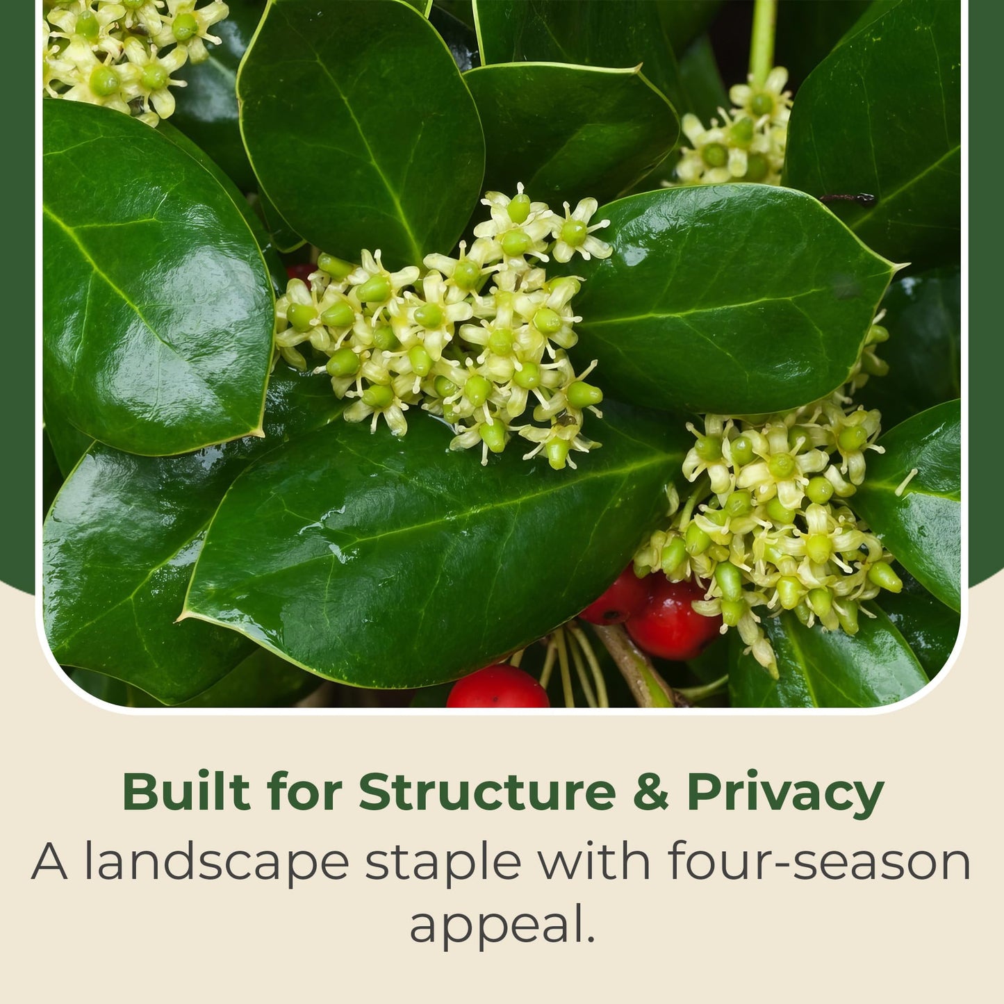Holly Dwarf Burford Shrub – Compact Upright Evergreen Holly w/Small Showy White Flowers & Bright Red Berries for Formal Hedges & More - Grows Up to 10 ft in 3 Gal Grower Pot, USDA Zones 7–9, 1-Pack