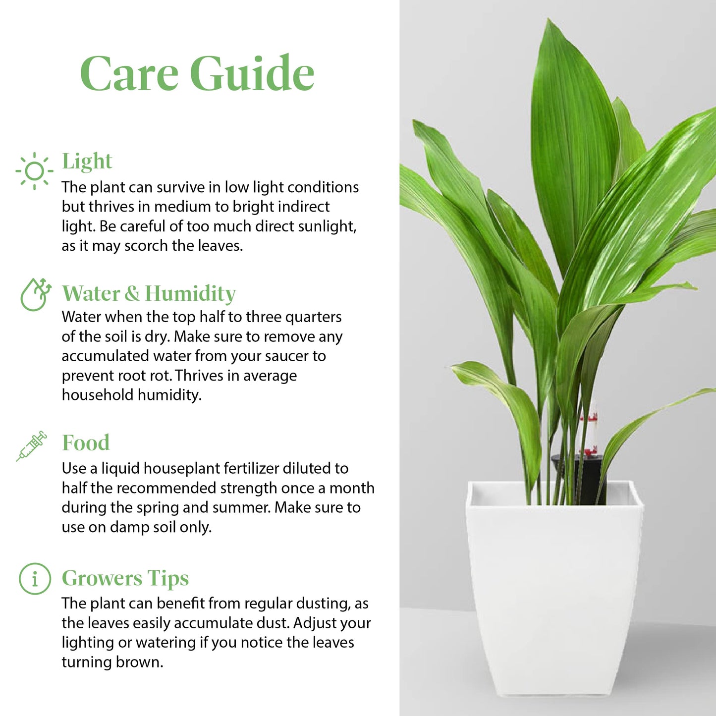 American Plant Exchange Cast Iron Plant – Live 10-Inch Potted Evergreen, Hardy Low-Light Houseplant, Drought-Tolerant & Easy-Care Foliage Plant for Home, Office & Shade Gardens