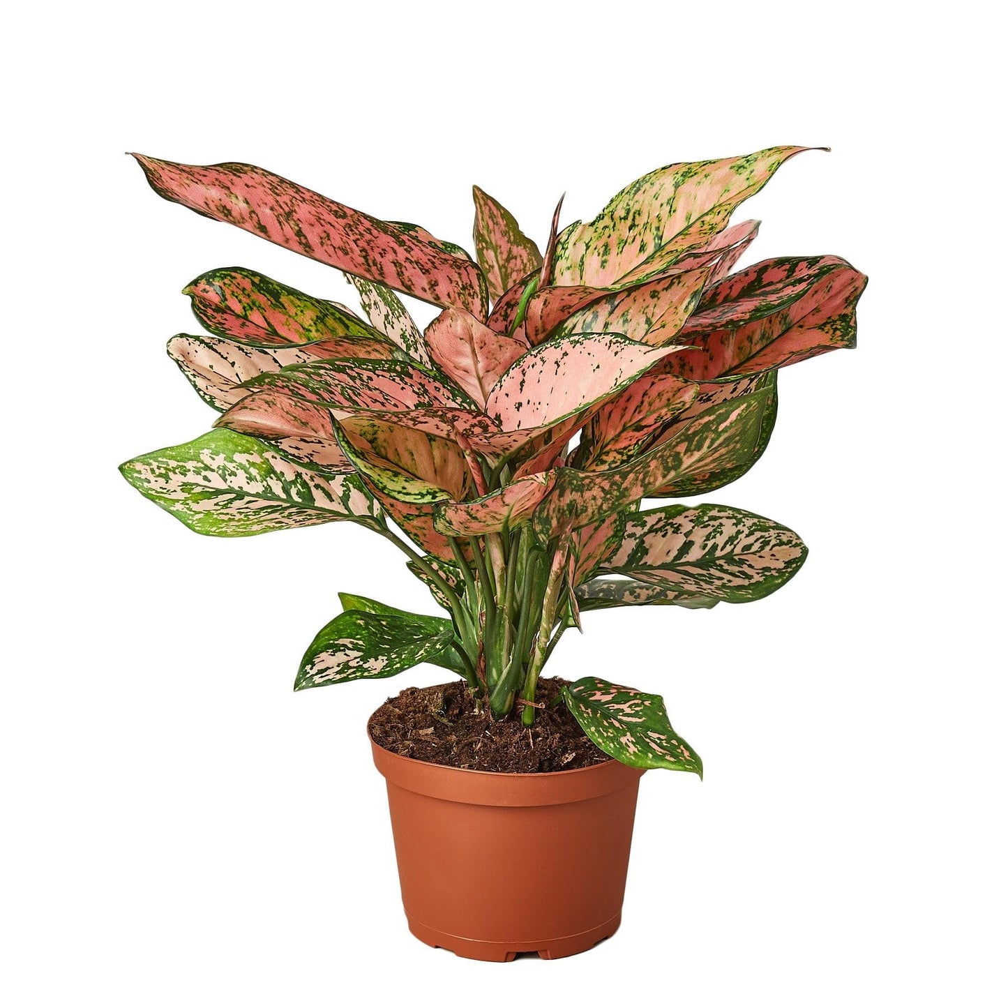 8 Pack Chinese Evergreen 'Lady Valentine' in 2in Pot - Live Plants Tropical Houseplants | Variegated | USA Growers | The Snobby Leaf