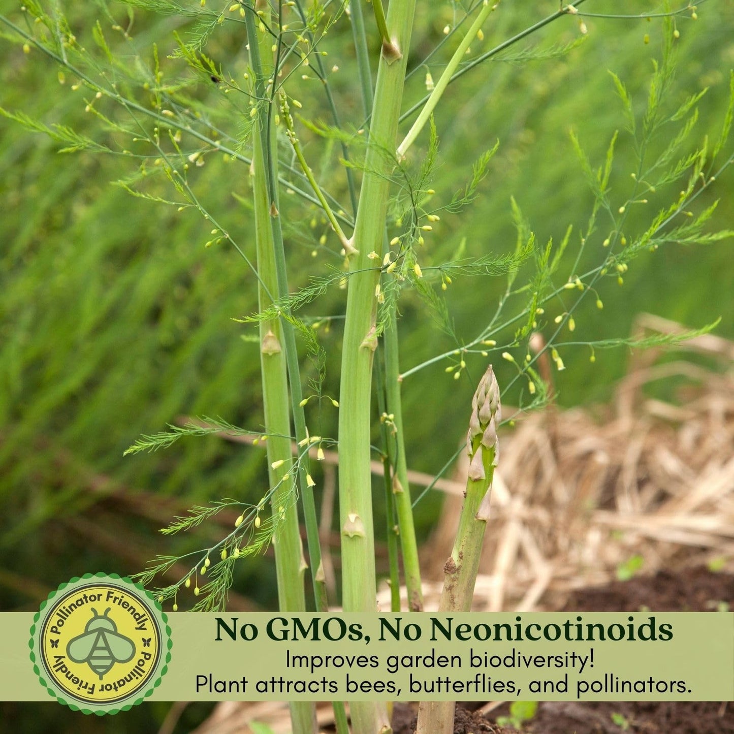 Clovers Garden Asparagus Plants- Two (2) Live Plants – Non-GMO - Not Seeds - Each 4" to 8" Tall – in 4" Inch Pots - High-Yield, Perennial