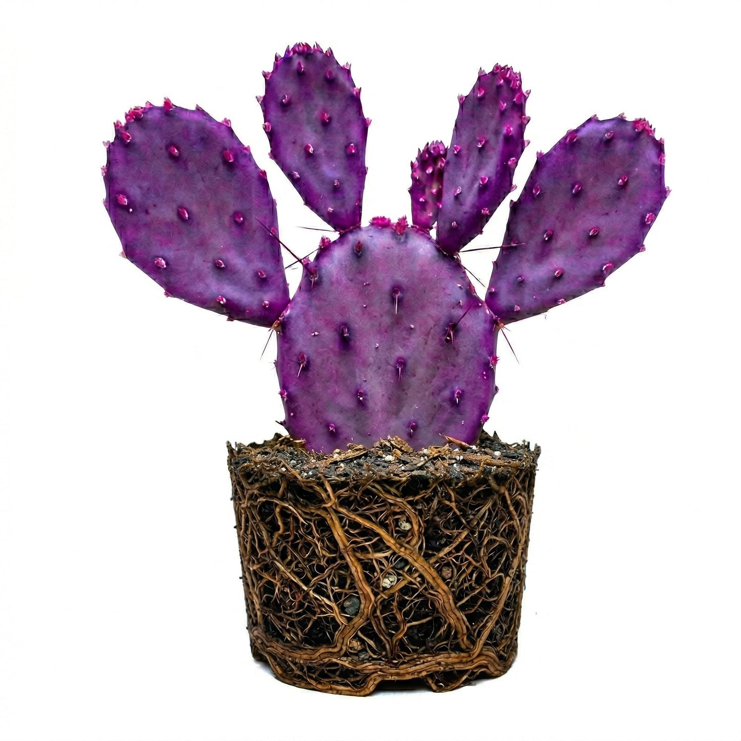 Purple Prickly Pear Cactus Live Plant in 3 Inch Potted | Hardy Desert Cactus for Indoor Display, Outdoor Gardens, Xeriscaping, Borders & Containers