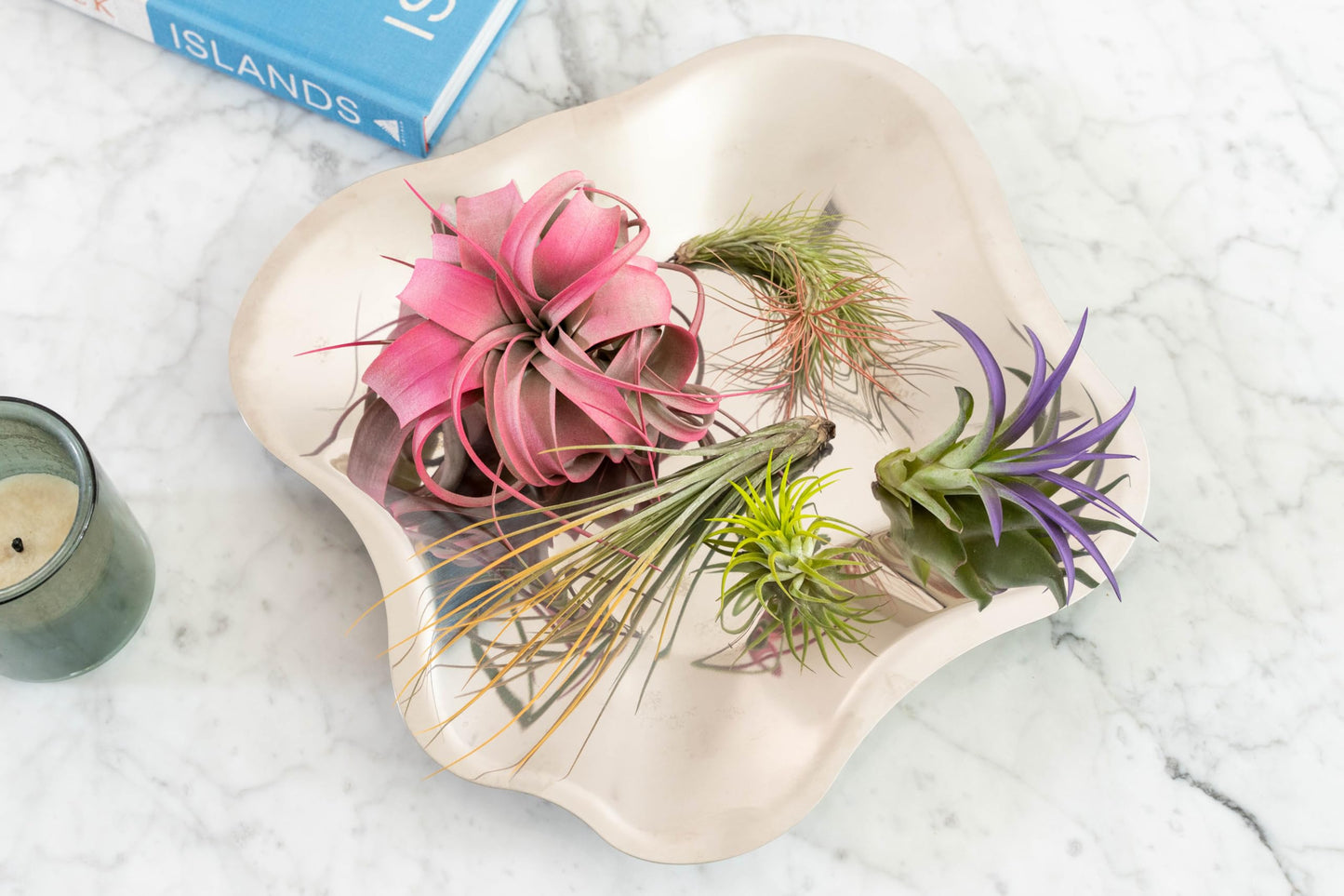Colorful Mini Tillandsia Xerographica Air Plants in Custom Vibrant Tones - (Frost, Pack of 3)