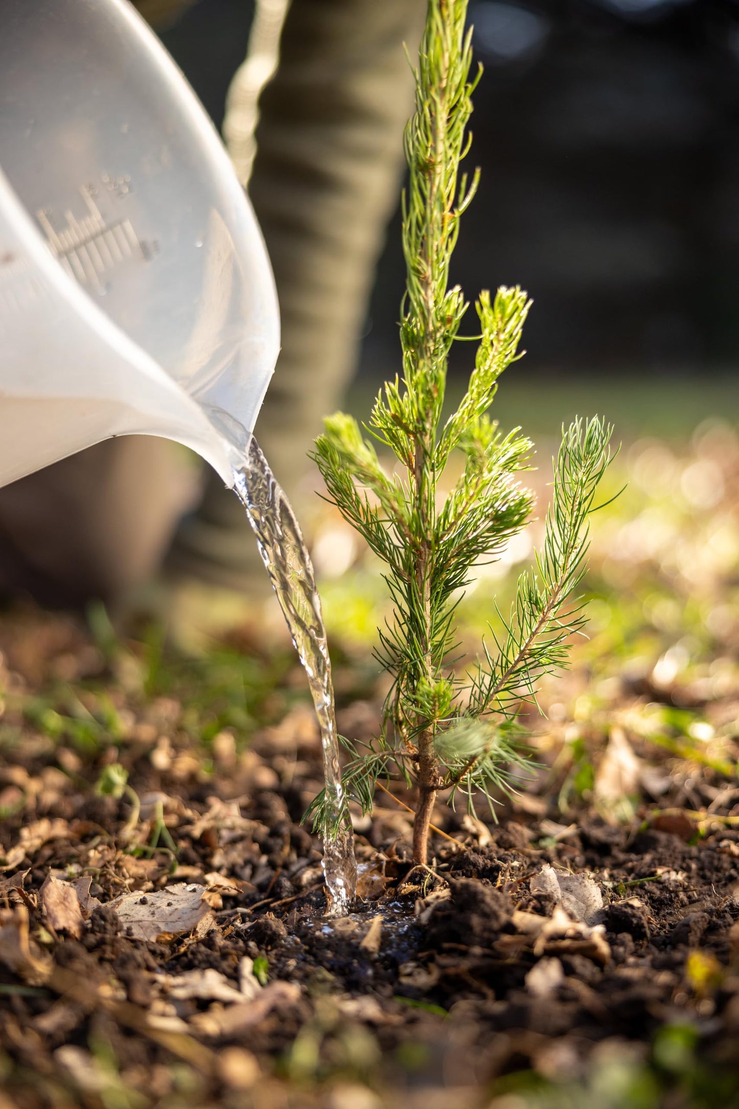 Black Spruce Live Tree Plug Seedlings | 6"-12" | Arbor Day Foundation (5-Pack)