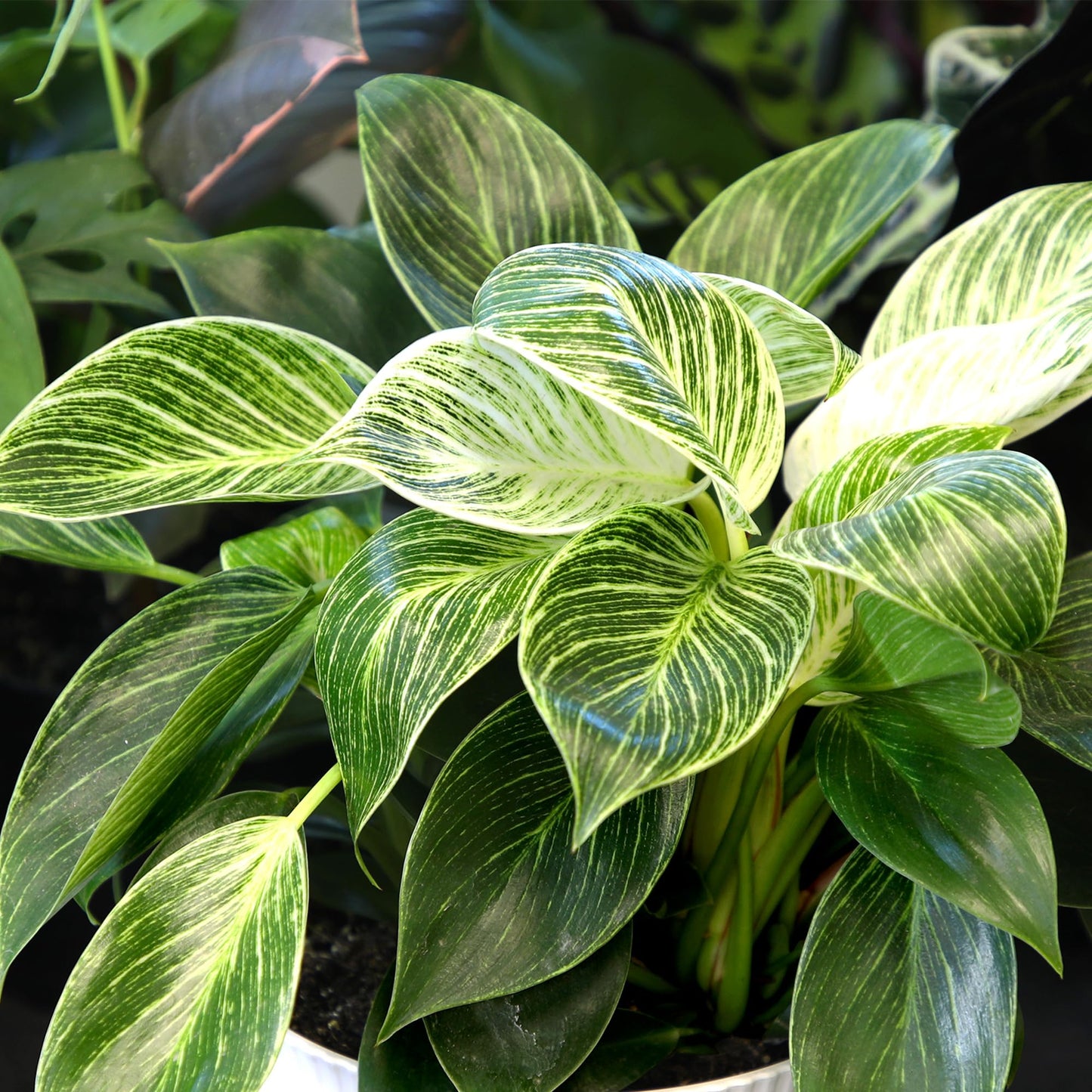 Variegated Philodendron Birkin House Plant Gift & Decor, Powerful Air Purifying Plant, Easy to Grow, Upright Philodendrons, Popular Live Indoor Plants, Includes 6" White Décor Pot, Unique Houseplants