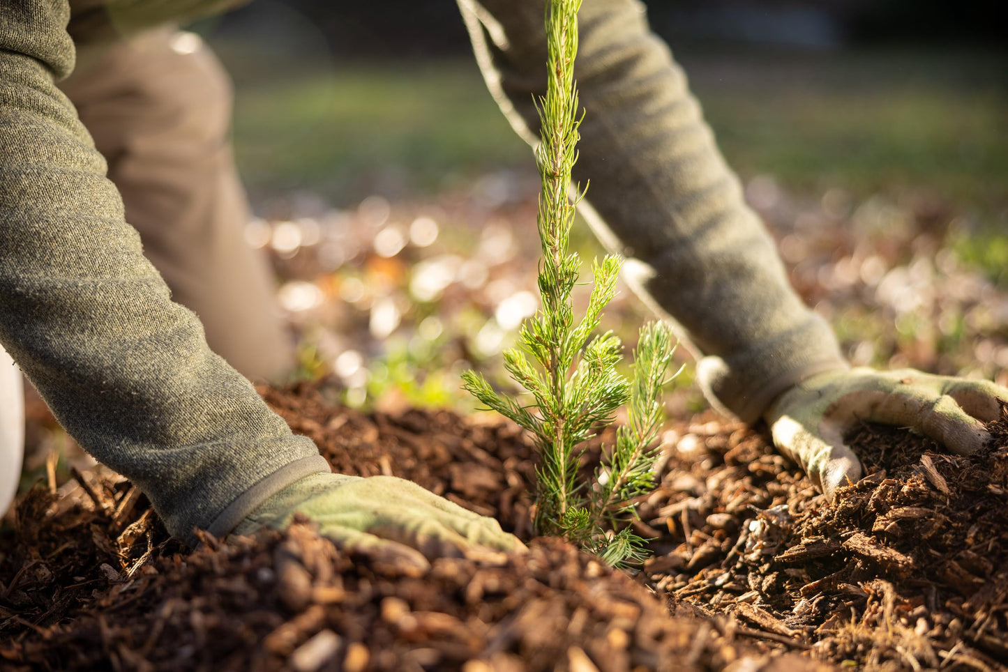 Norway Spruce Tree Seedlings Plugs | 6"-12" | Arbor Day Foundation (10-Pack)