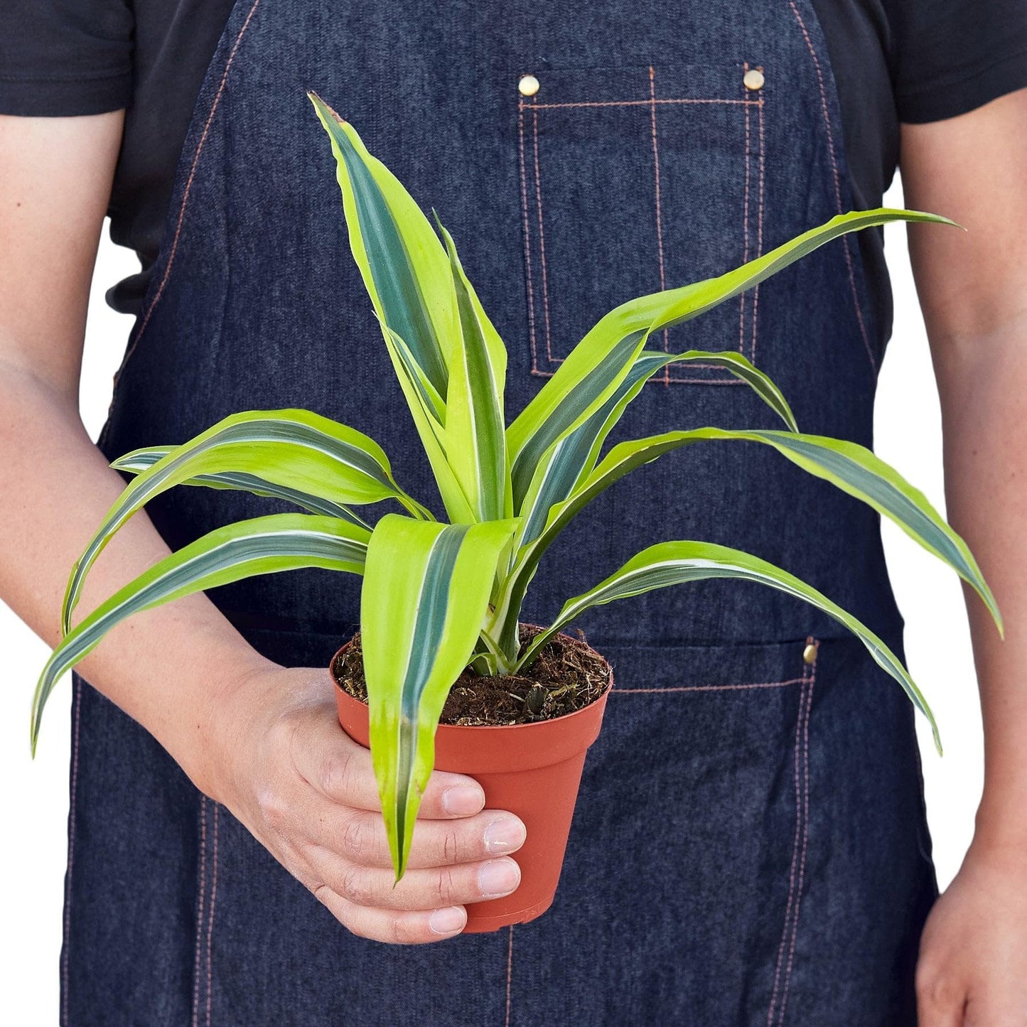 Dracaena Deremensis 'Lemon Surprise' | Live Plant for Indoor & Outdoor | for Living Room, Office, Bathroom | (4" Pot)