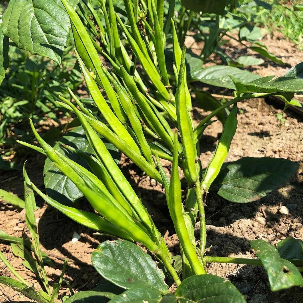 100+ Pcs Indian Cluster Bean Seeds, Non-GMO Vegetable Seeds for Planting, High Germination Guar Seeds for Home Garden, Backyard, Outdoor Grow Bags or Pots
