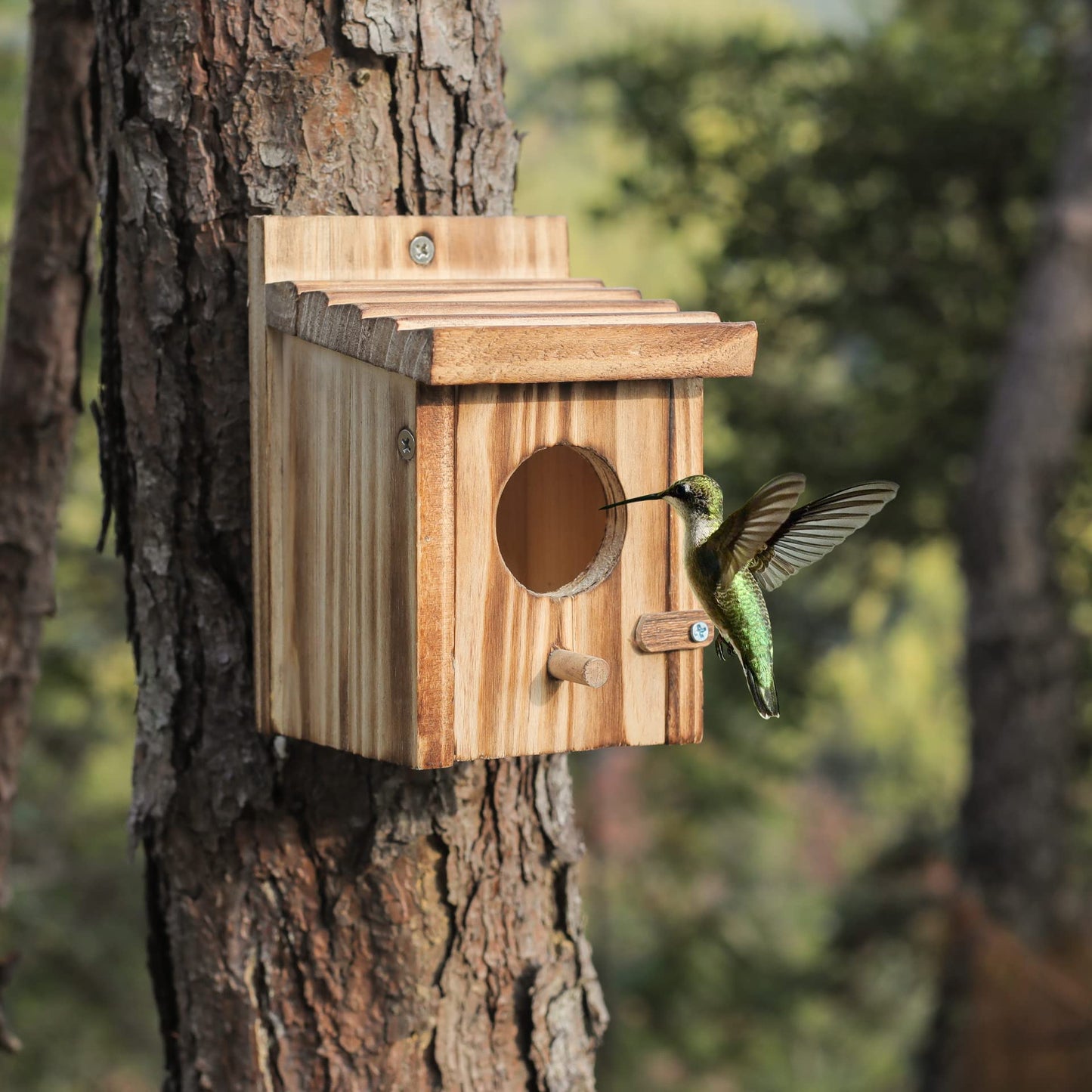 Humming Bird Houses for Outdoor Hanging Small Bird Nesting Box - Wood Nest for Wren, Chickadee, Robin, Hummingbird, Parakeet - Perch House for Outdoors Birdhouse Birds - Made of Pine Wood