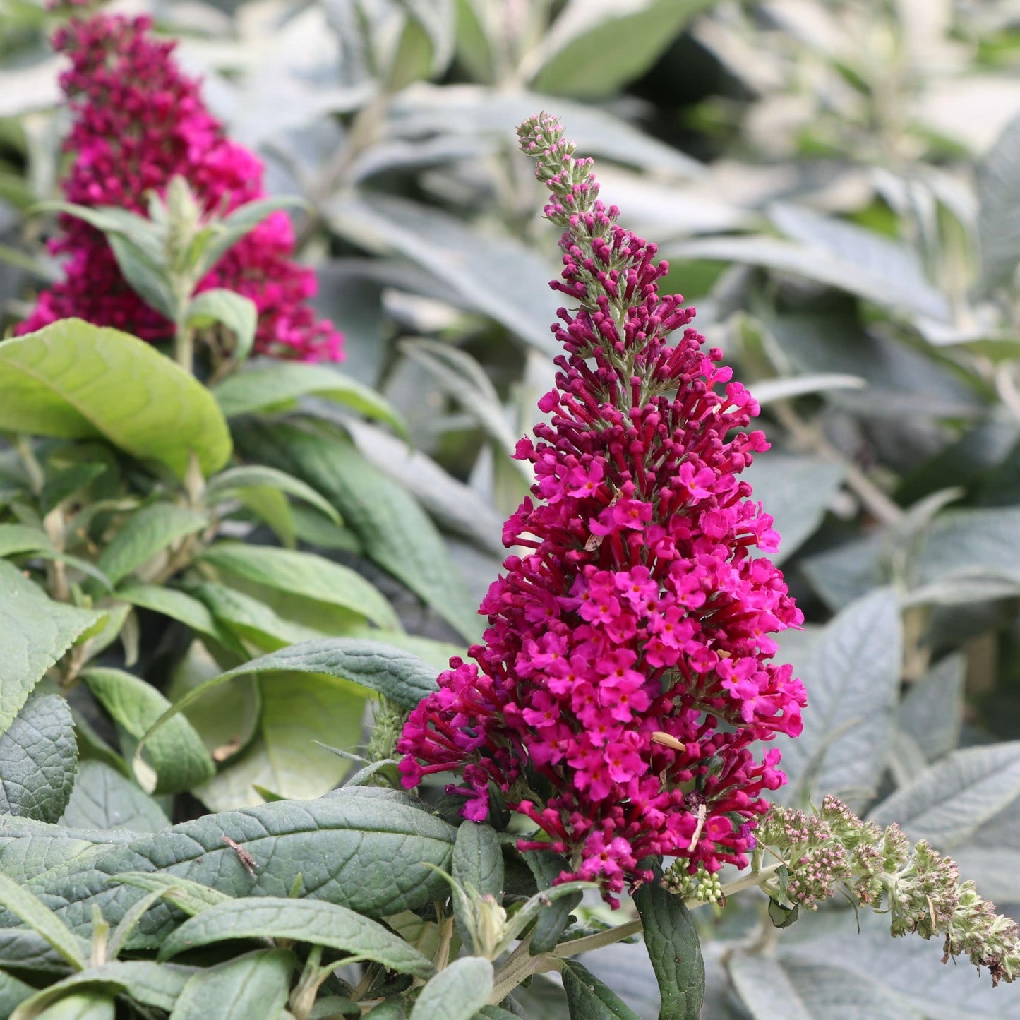 Proven Winners Pugster Pico Punch Butterfly Bush (Buddleia x) Live Plant, 4.5" Qt, 4 Pack