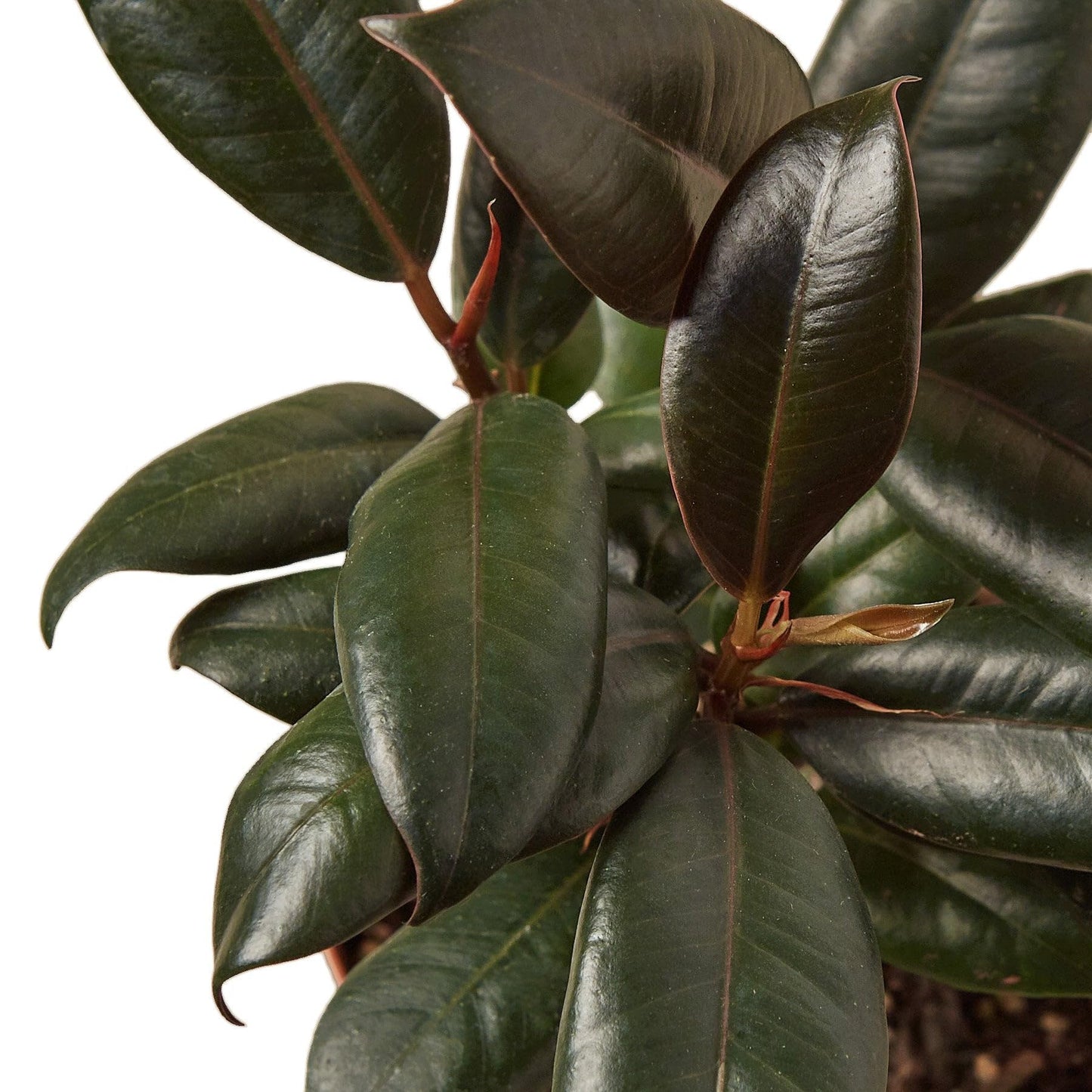Ficus Elastica 'Burgundy' | Live Plant for Indoor & Outdoor | for Living Room, Office, Bathroom | (6" Pot)