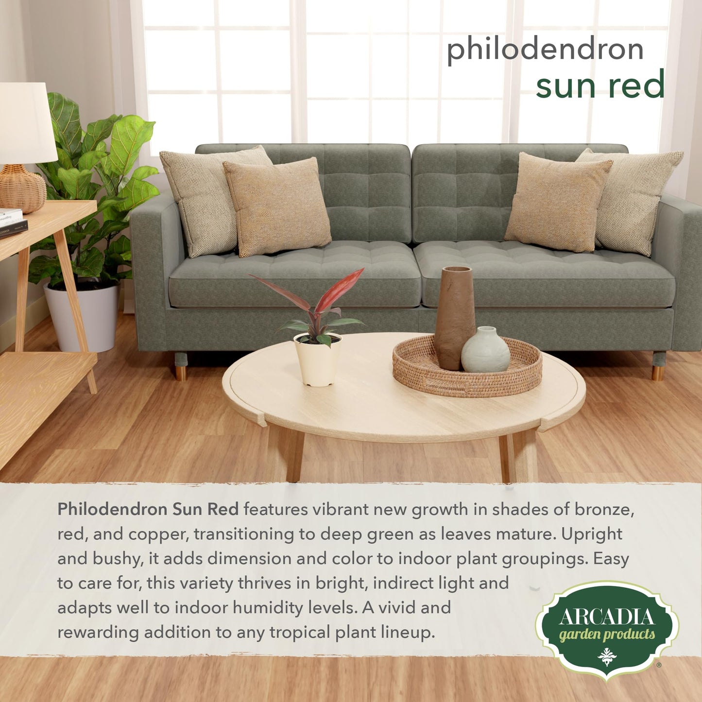 Arcadia Garden Products Live Sun Red Philodendron Rare Indoor Houseplant in Plastic Pot, Tropical Plant Collector Gift for Home and Garden Decor, 4-inch, Beige