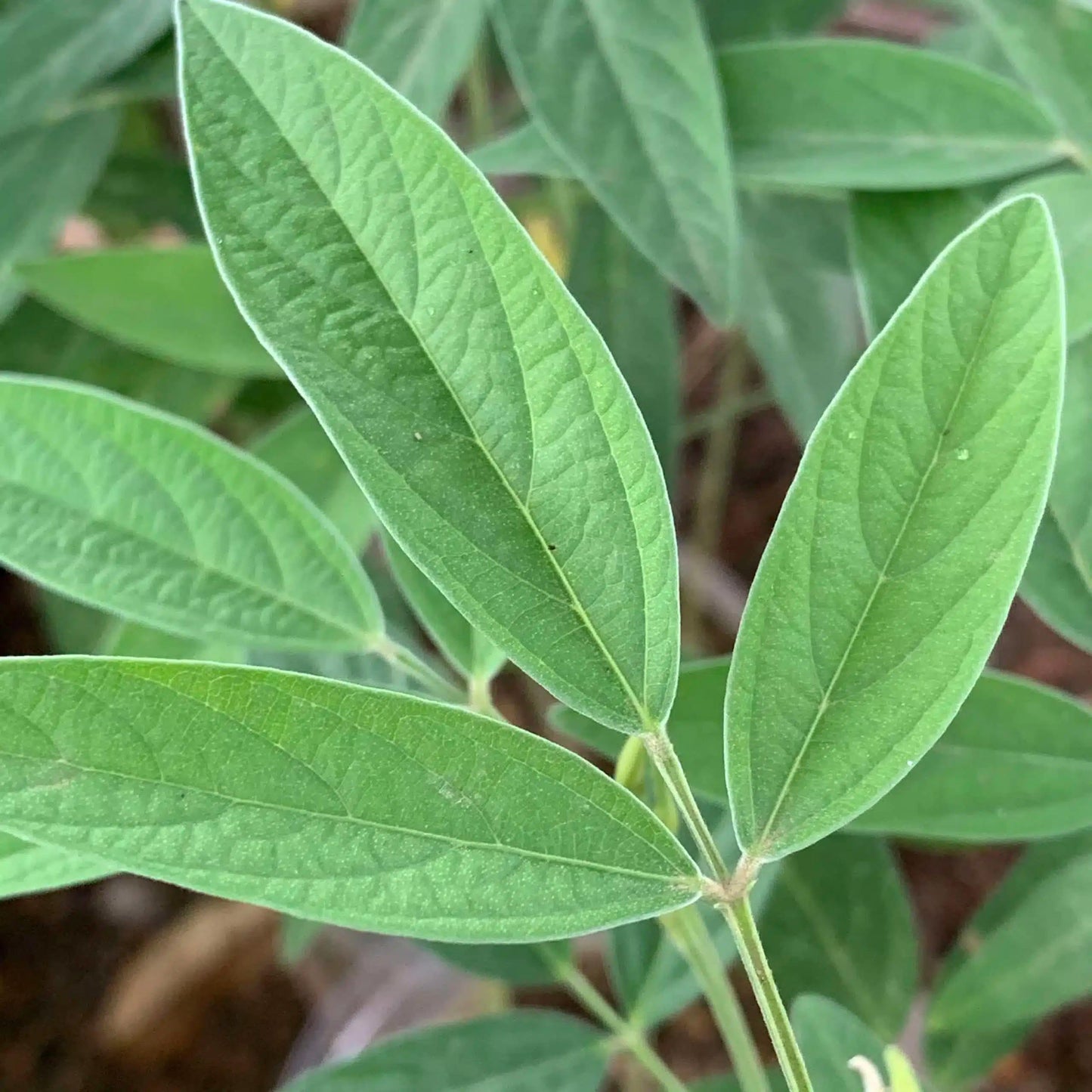Live Plant - Pigeon Peas (Cajanus cajan) Tropical Living Plant 12”-24”