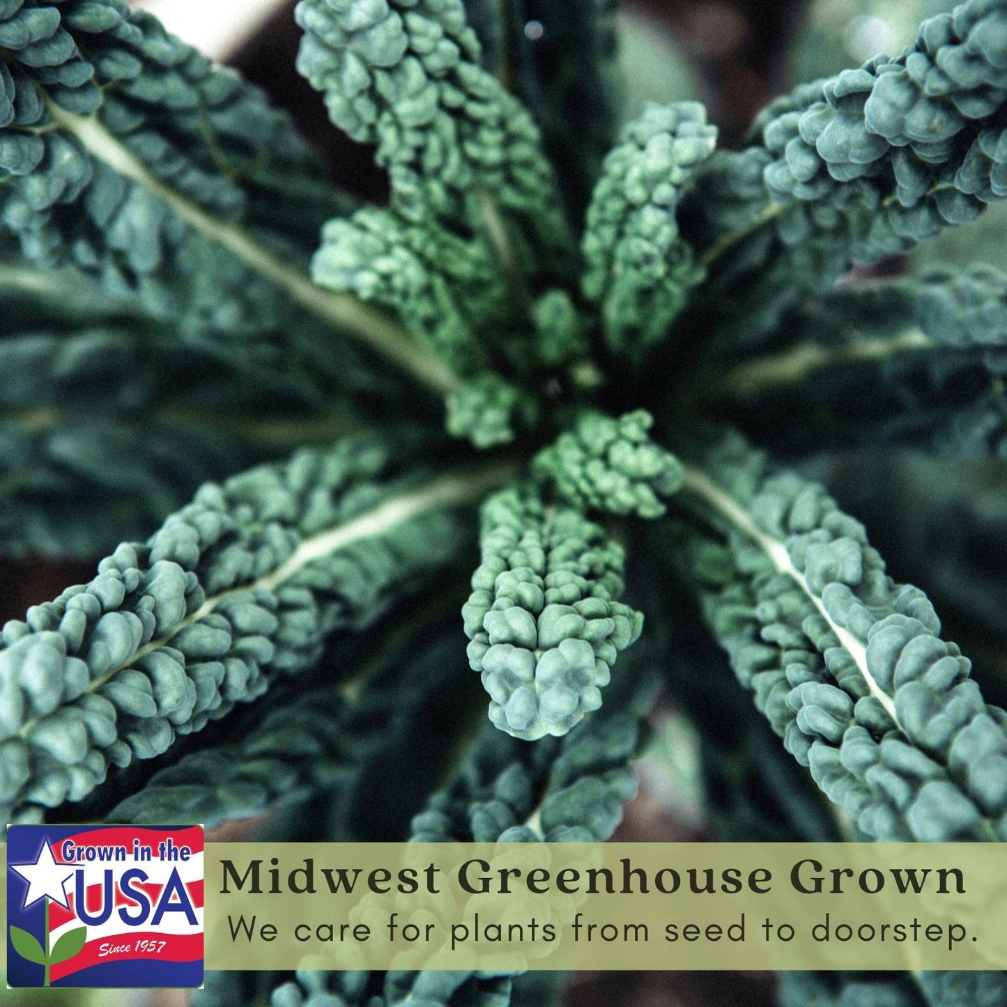 Clovers Garden Dinosaur Kale Plants - Two (2) Live Plants – Non-GMO - Not Seeds - Each 4" to 8" Tall – in 4" Inch Pots - Heirloom, Frost Tolerant