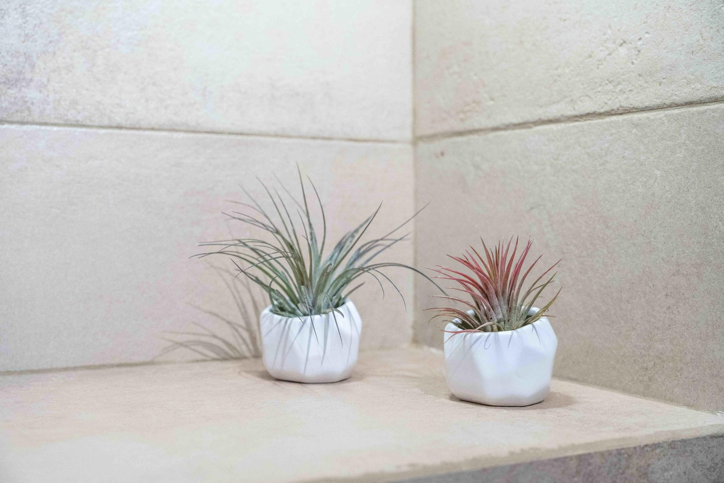 Air Plant Shop White Geometric Holder Sets of 3 with Mixed Air Plants- Wholesale and Bulk - Succulents - Live Tillandsia - Easy Care Indoor and Outdoor House Plants