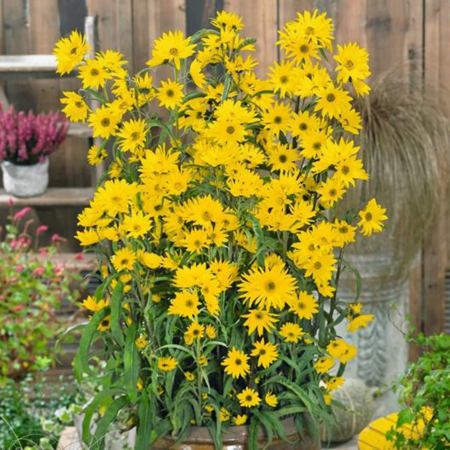 UtopiaSeeds Maximilian Sunflower Seeds - Perennial Sunflower - Attracts Bees and Butterflies