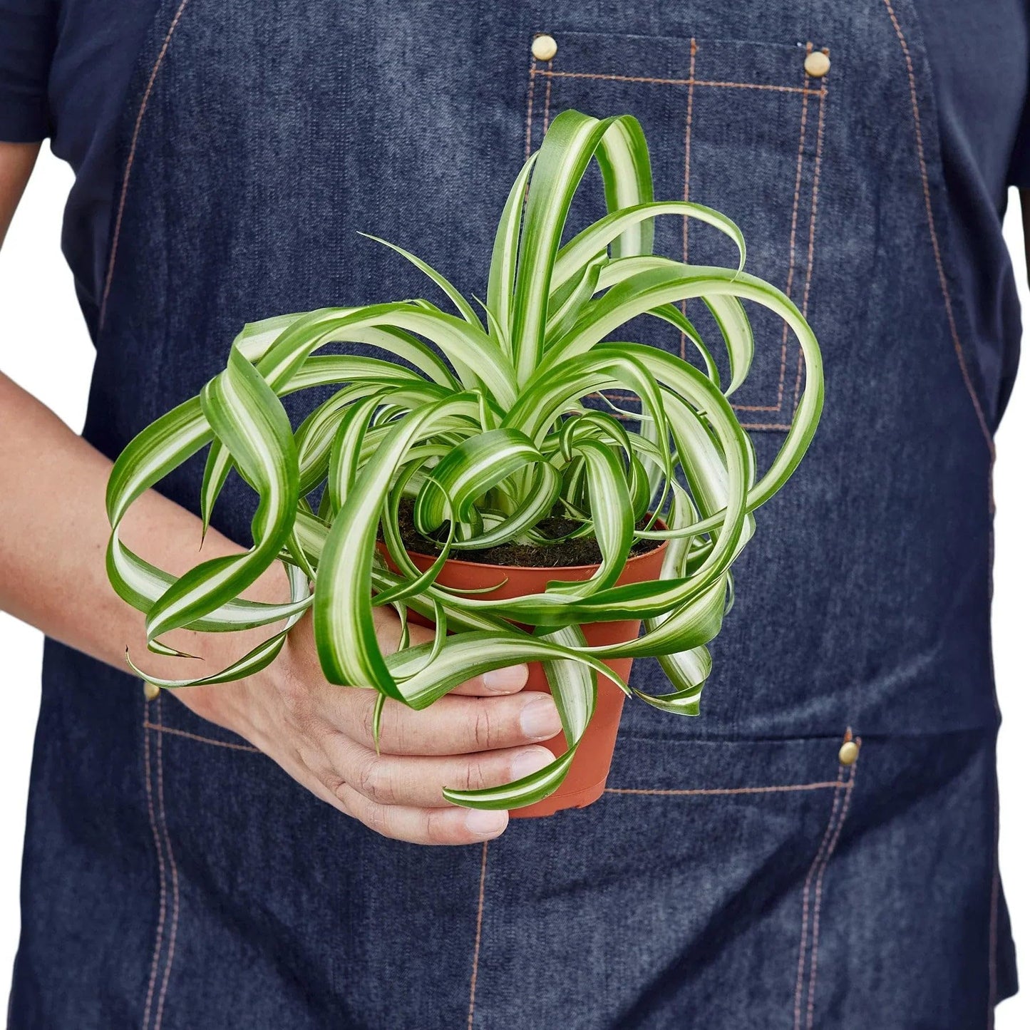 Bonnie' Curly Spider Plant | Live Plant for Indoor & Outdoor | for Living Room, Office, Bathroom | (4" Pot)
