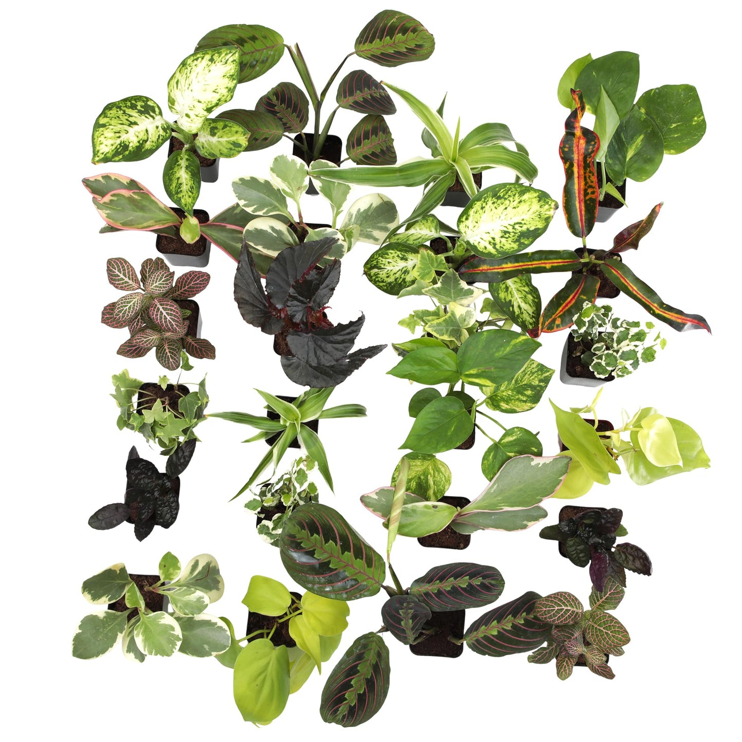 Easy to Grow Houseplants (24 Pack) Live House Plants in Plant Containers, Growers Choice Plant Set in Planters with Potting Soil Mix, Home Décor Planting Kit or Outdoor Garden Gifts by Plants for Pets