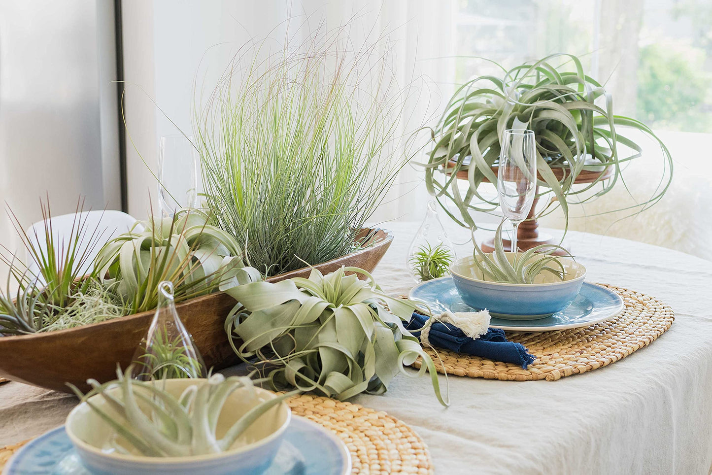 Seedling Xerographica Air Plants 2 to 4 Inch Wide - Tillandsia Succulent House Plants - Available in Wholesale and Bulk - Home and Garden Decor Holders - Easy Care Indoor and Outdoor Plants (1 PC)
