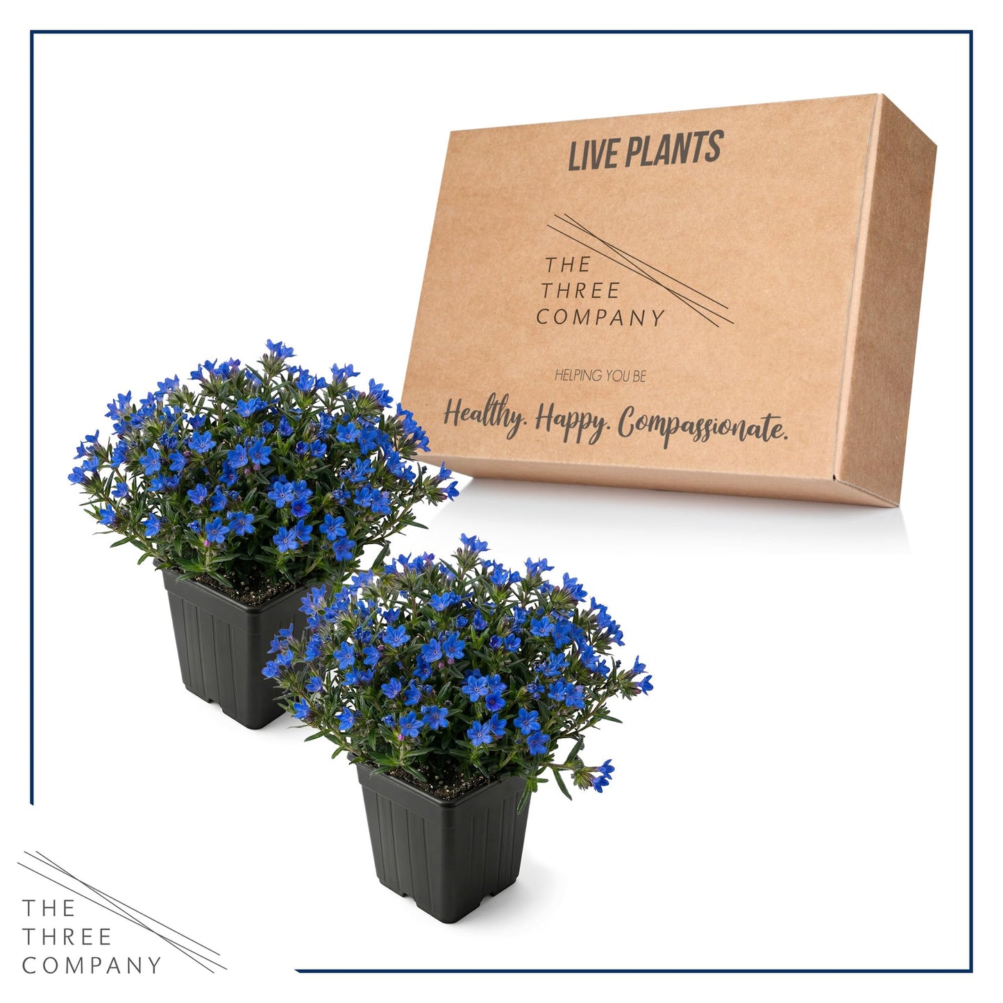 Live Lithodora 2-Pack – Blue – Evergreen Groundcover Perennial, Spring Flowers, 6” Tall, 1 Qt Pot