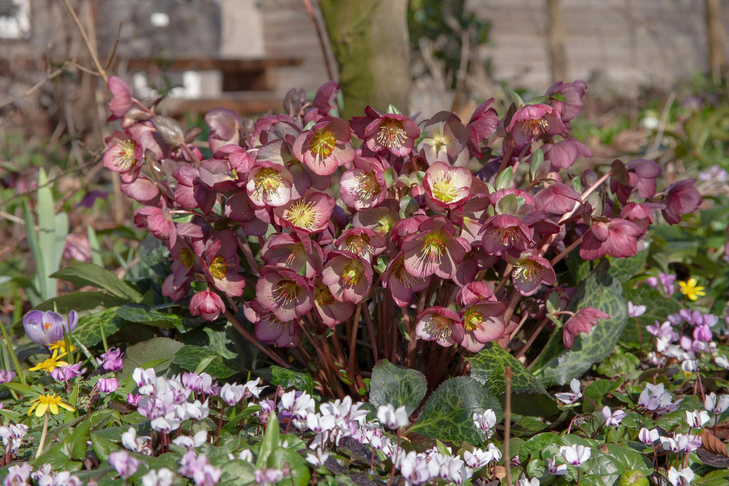 Perennial Farm Marketplace Helleborus x Frostkiss® Elemental® (Lenten Rose) Live Perennial, Size-#1 Container, Pink Late Winter to Spring Flowers with Marbled Evergreen Foliage, Deer Resistant