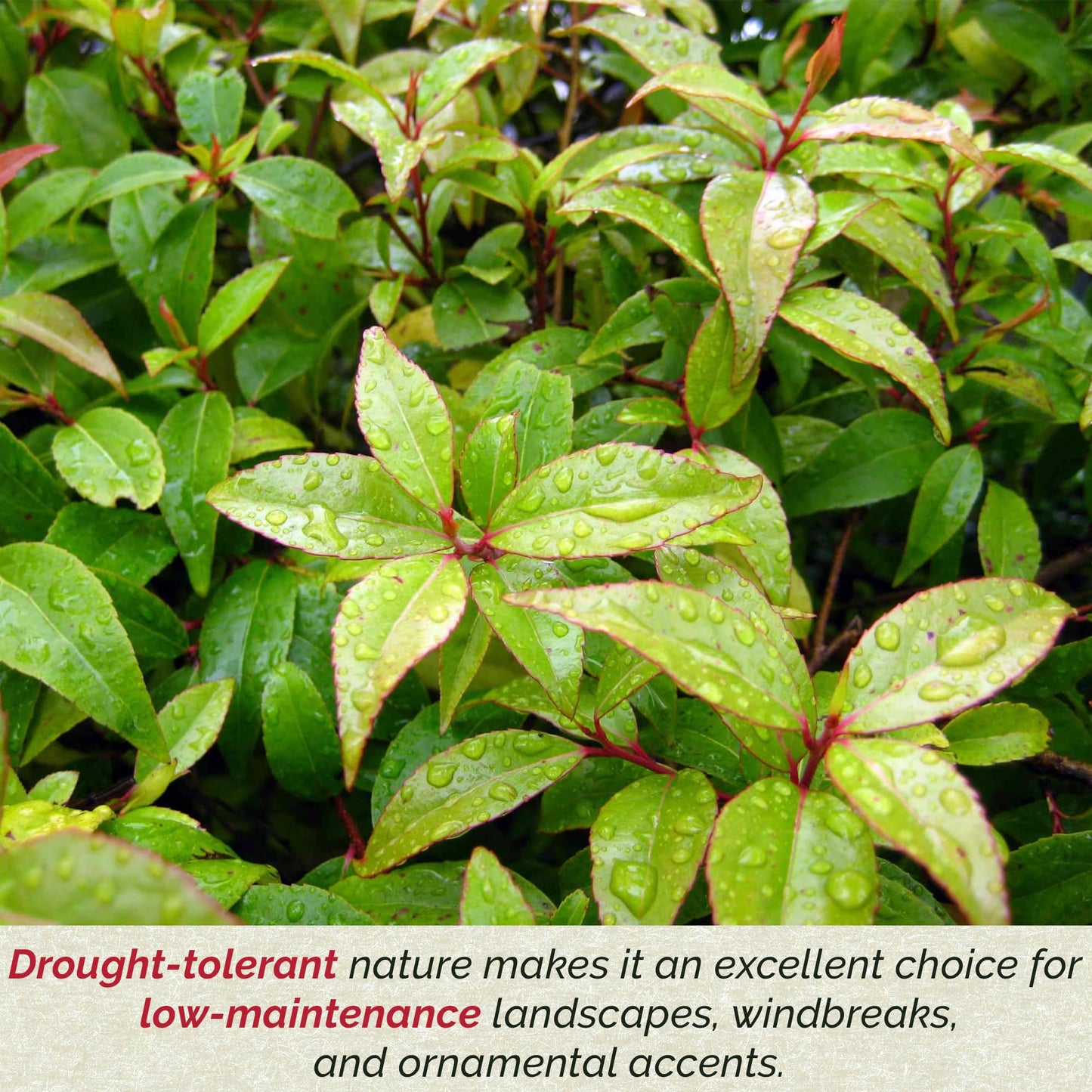4 Xylosma Congestum, Live Plants – Shiny Xylosma in 2.5” Nursery Cubes – Fast-Growing, Low-Maintenance Evergreen Shrub for Hedges & Landscaping