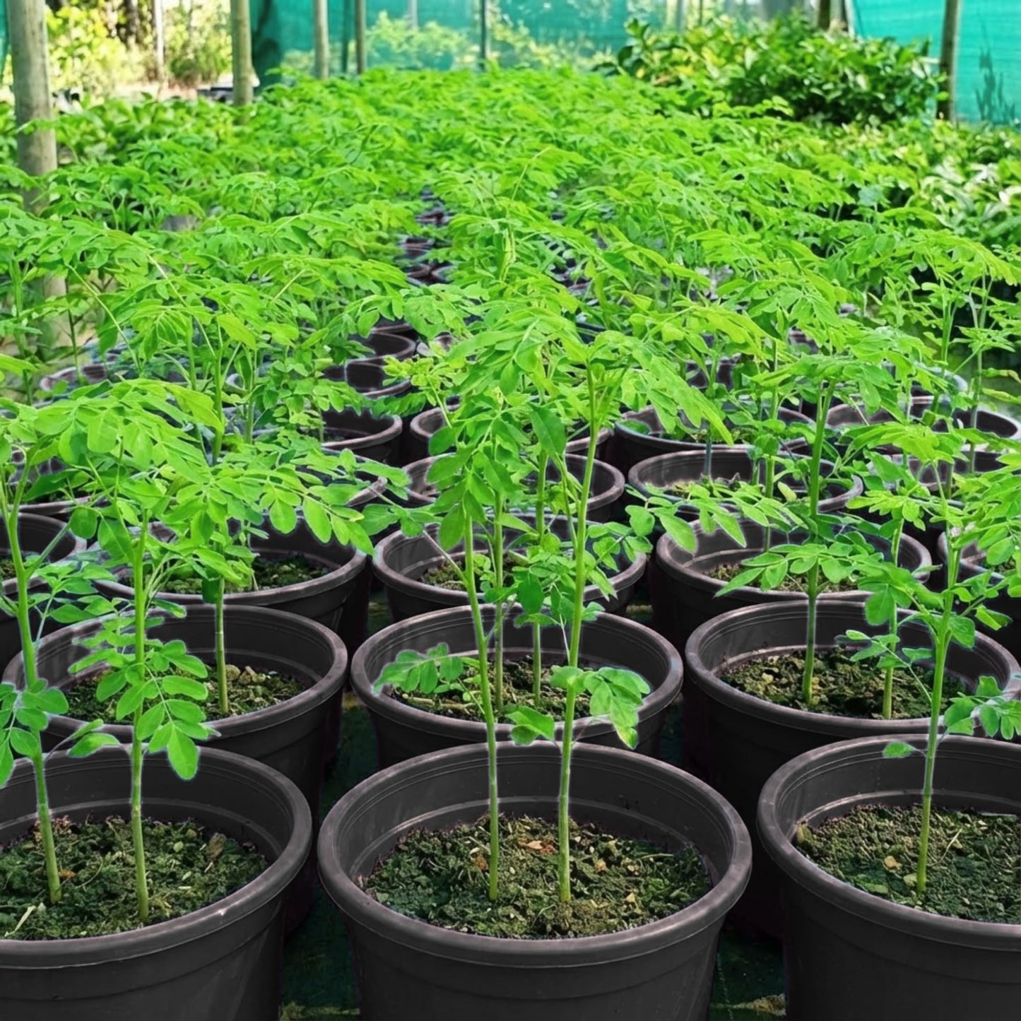 2 Moringa Trees Plants Live for Planting, Moringa Oleifera, Malunggay Well Rooted, 6 to 10 Inches Tall, No CA