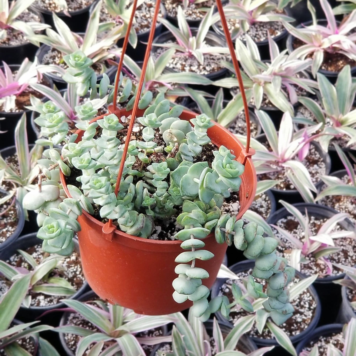 String of Buttons Plant in Hanging Pot Fully Rooted in 6 inch Planter Pots with Soil - Reali Succulent Lve Potted Succulents / Unique Indoor Cactus Decor Crassula Baby's Necklace - Hanging Pot