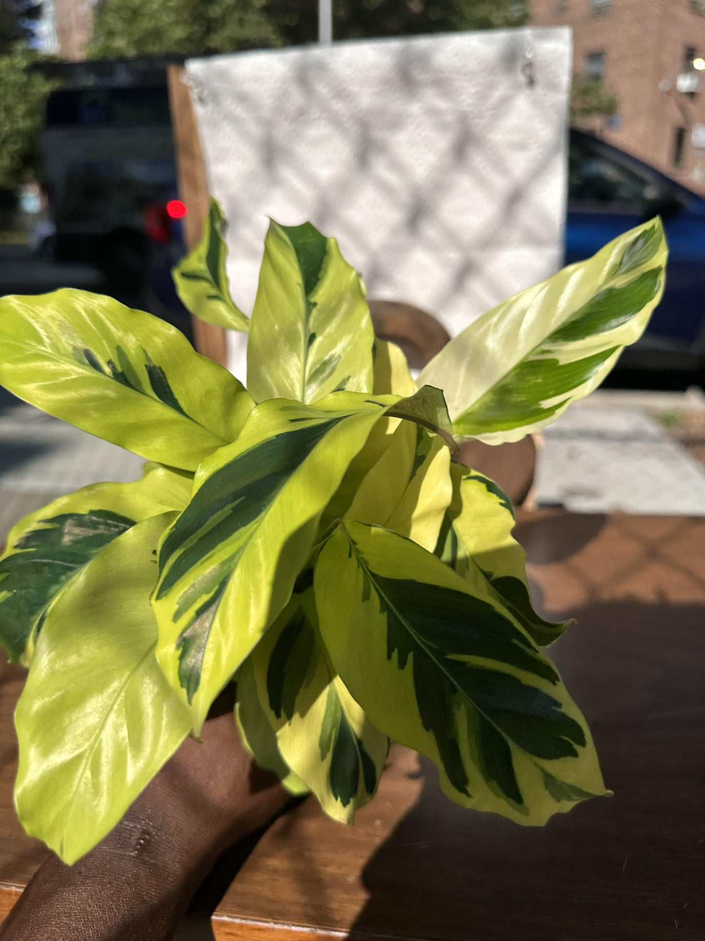 4-Inch Calathea Yellow Allusion Prayer Plant, Green with Yellow Variegation, Live Indoor Houseplant, Air Purifying, Low Maintenance