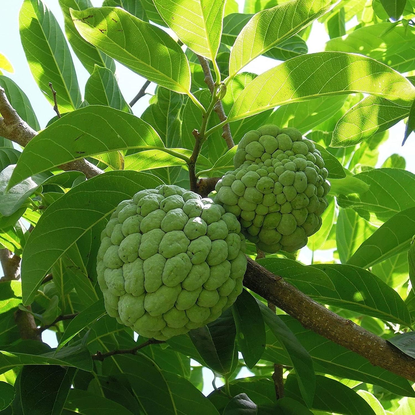 10 Pcs Sugar Apple Seeds (Annona squamosa), High Germination, Non-GMO Custard Apple Seeds for Planting, Easy to Grow Tropical Fruit for Home Gardens, Pots & Outdoor Orchards