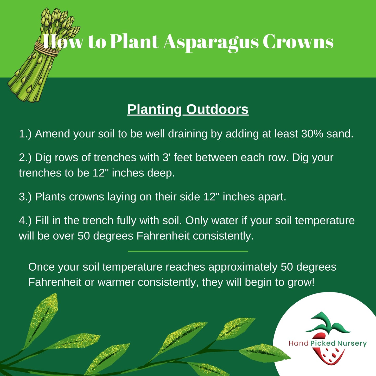 Jersey Knight Asparagus Roots - Hardy and High Yielding, 2yr Bare Root Asparagus Crowns from Hand Picked Nursery (5)