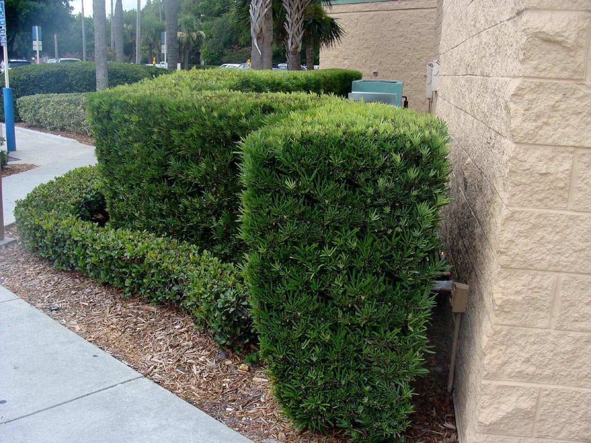Podocarpus Macrophyllus Japanese Yew | 2 Extra Large Trade 3 Gallon Plants | Evergreen Shrub, Low Maintenance, Drought Tolerant, Privacy Screen Landscaping, Fast Growing, Ornamental Foliage