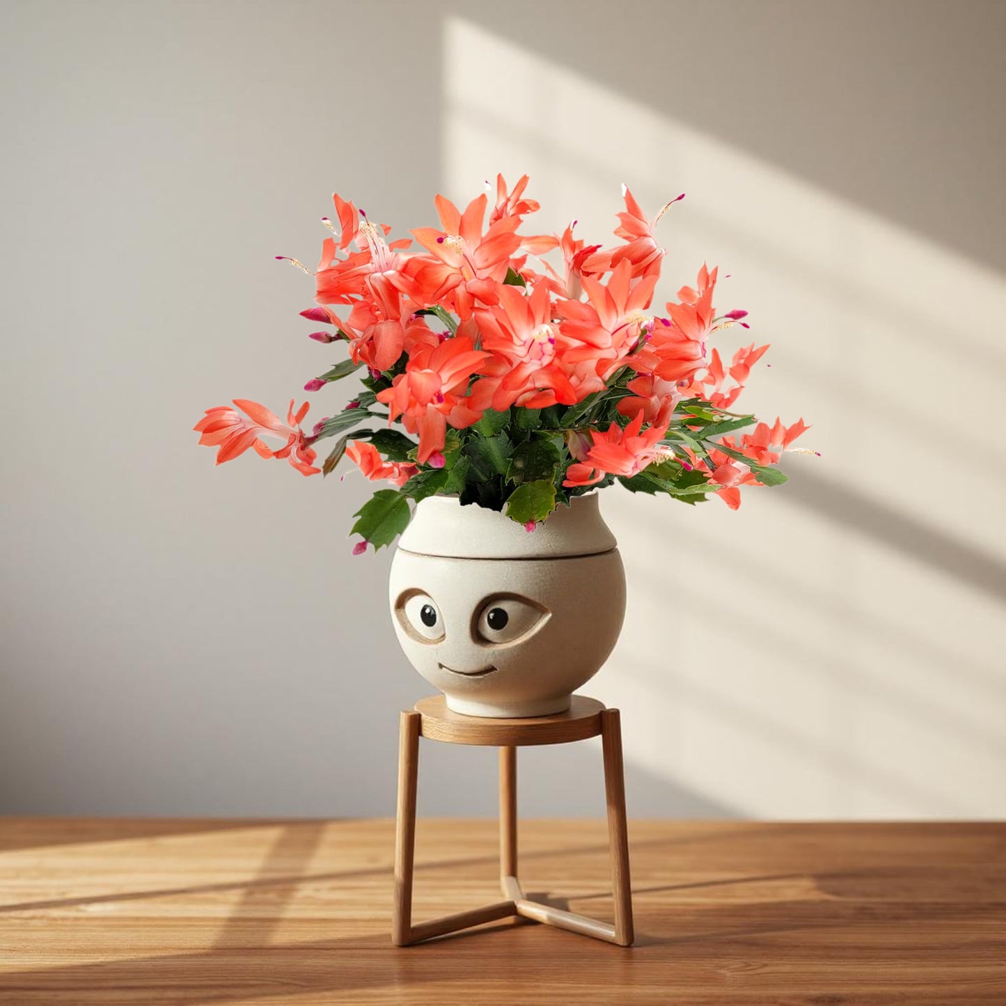 Wonderland Flora Thanksgiving Cactus, Live Indoor Plant, Flowering Houseplant, Orange Seasonal Blooms, 4-Inch Pot, Pet Safe Holiday Decor, Free Heat Pack