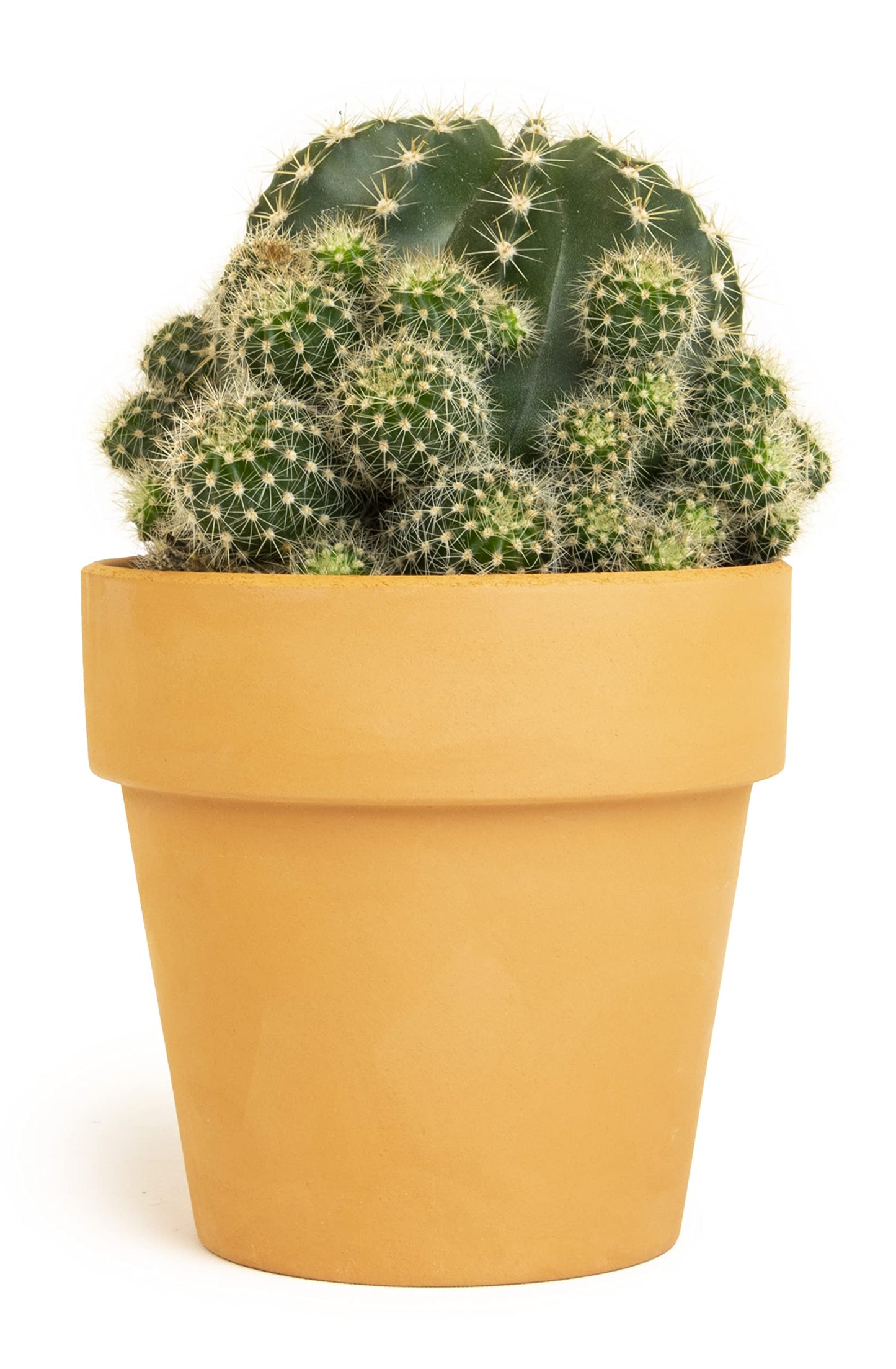 Cactus Plants Live in Clay Cactus Plant Pot, Live Cactus Potted in Cactus Soil Potting Mix, Live Mini Cactus Succulents Plants Live Cacti, Cactus Live Succulents in Succulent Pot by Plants for Pets