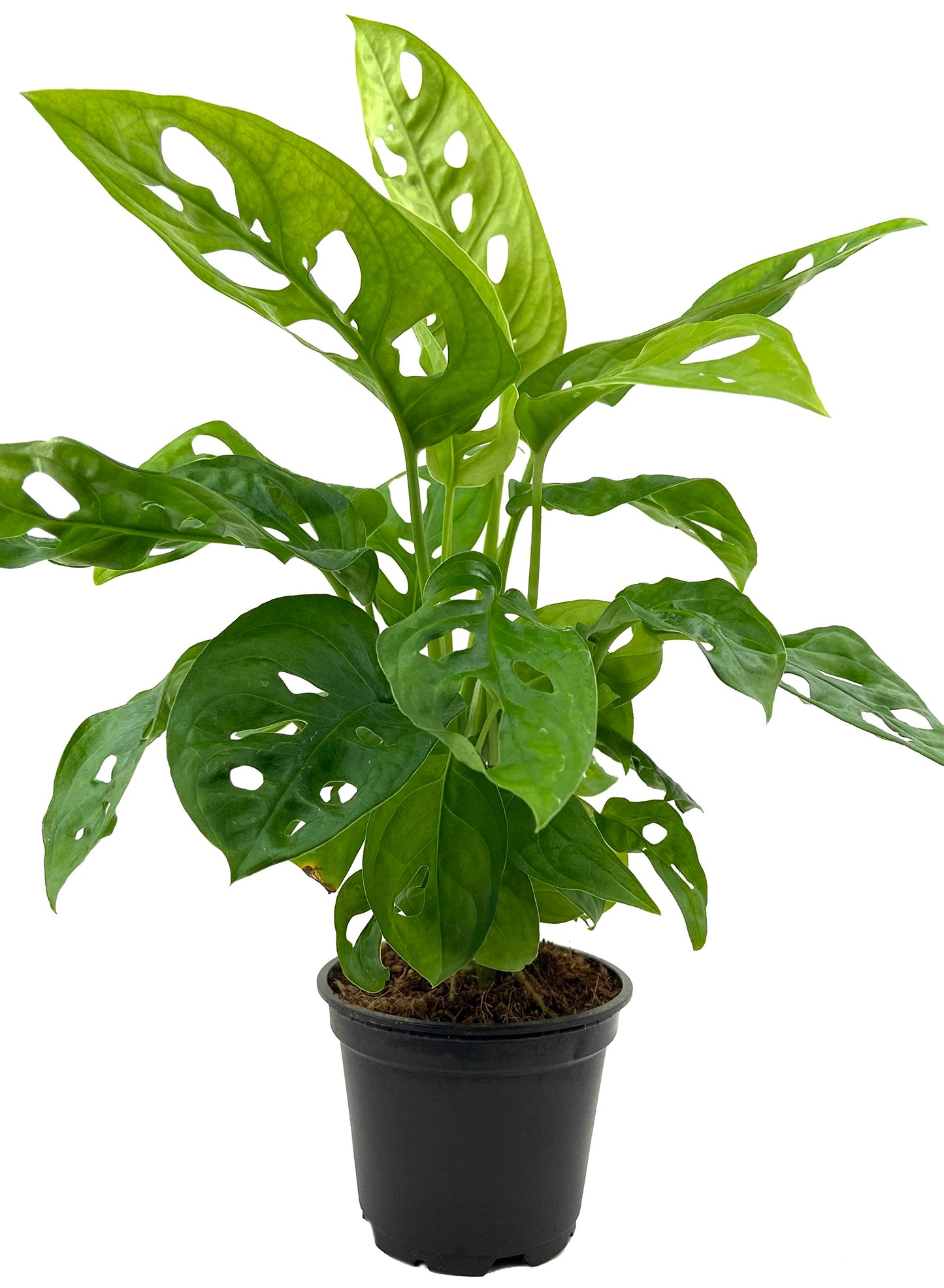 Monstera Swiss Cheese Plant - Live Plant in a 4 Inch Pot - Monstera Adansonii - Beautiful Easy to Grow Air Purifying Indoor Plant