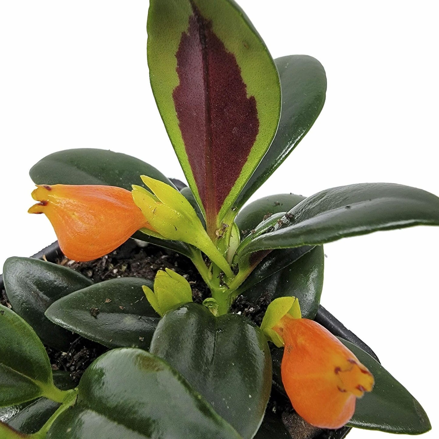 Nematanthus ‘Shady Lady Marlene’, Nematanthus ‘Shady Ladies Marlene’, Goldfish Plant, houseplant, Shiny and Vibrant Foliage, Container Size: 3" (2.6x3.5)
