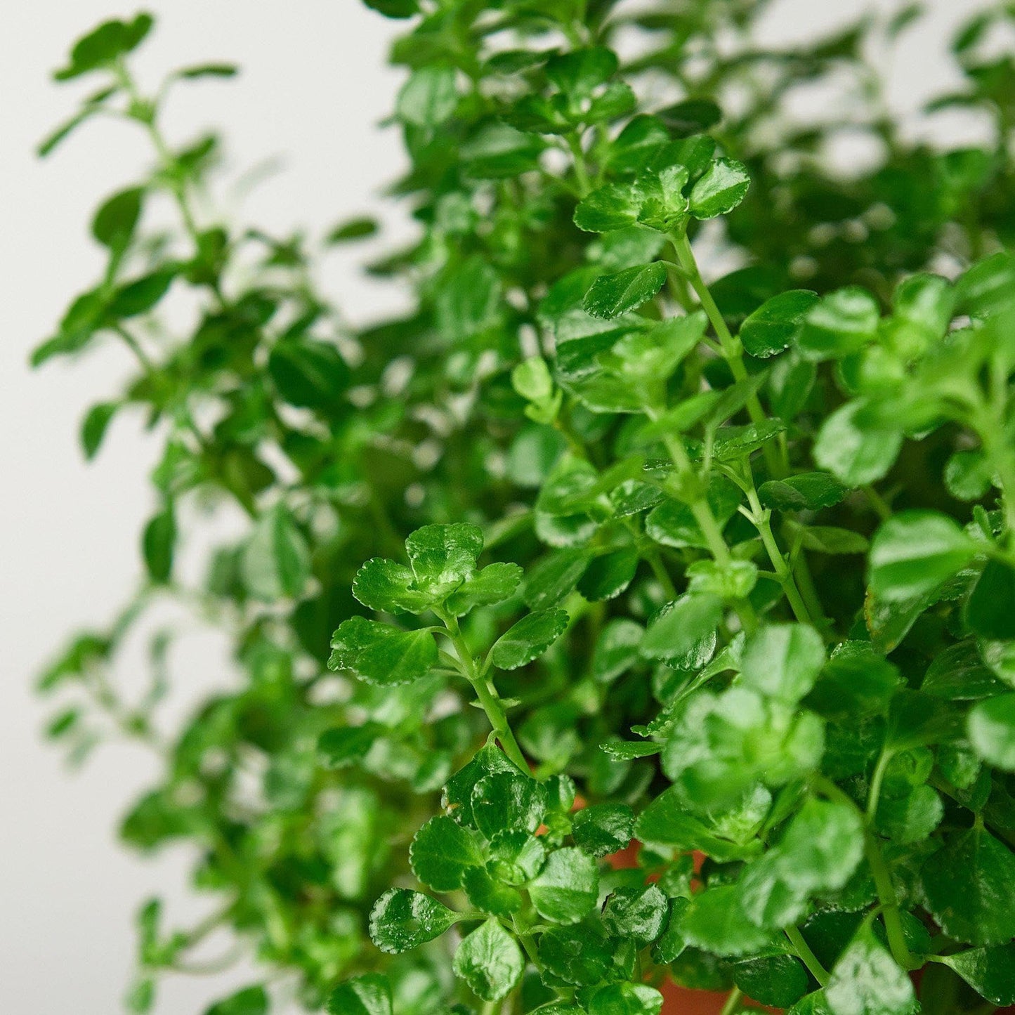 Nettle 'Baby's Tear' | Live Plant for Indoor & Outdoor | for Living Room, Office, Bathroom | (3" Pot)