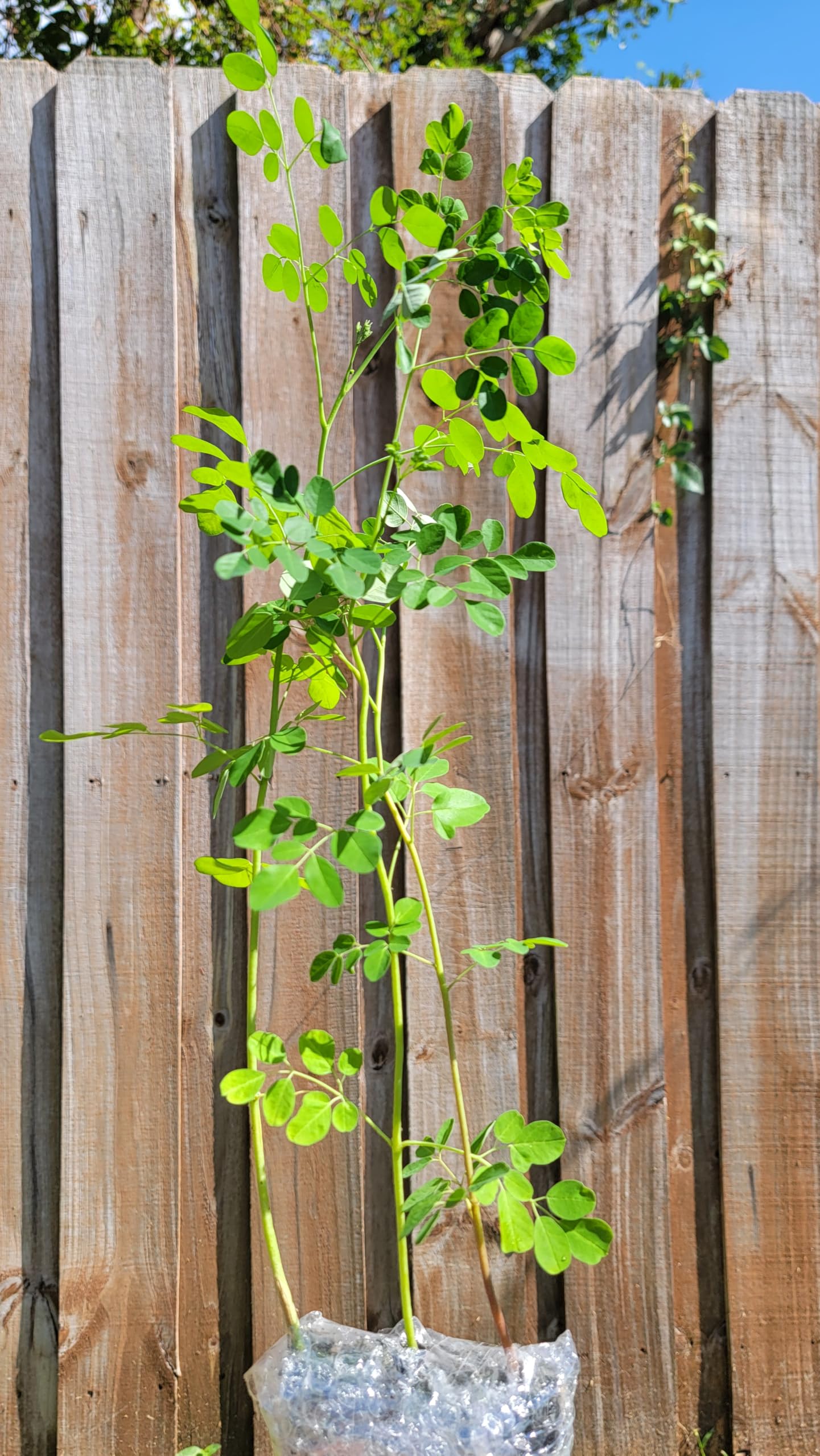 Moringa Plants 2 Live Moringa Trees with Moringa Seeds, Drumstick Tree, Miracle Tree, Moringa Seedling, Live Plant