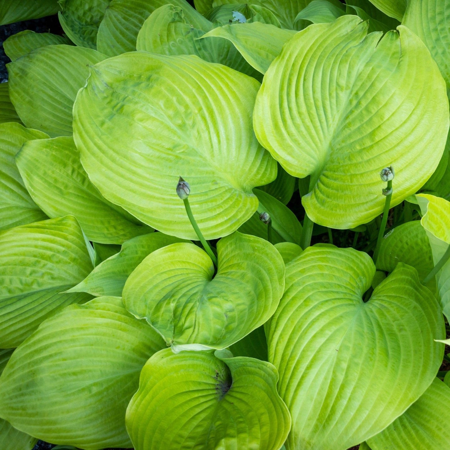 Easy to Grow Hosta Sum and Substance 3 Plant Roots - Summer Lavender Blooms on Lime Green Foliage for Shade Garden